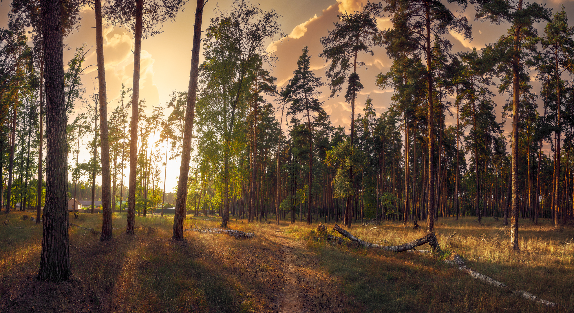 лес, закат, панорама, Андрей Кровлин