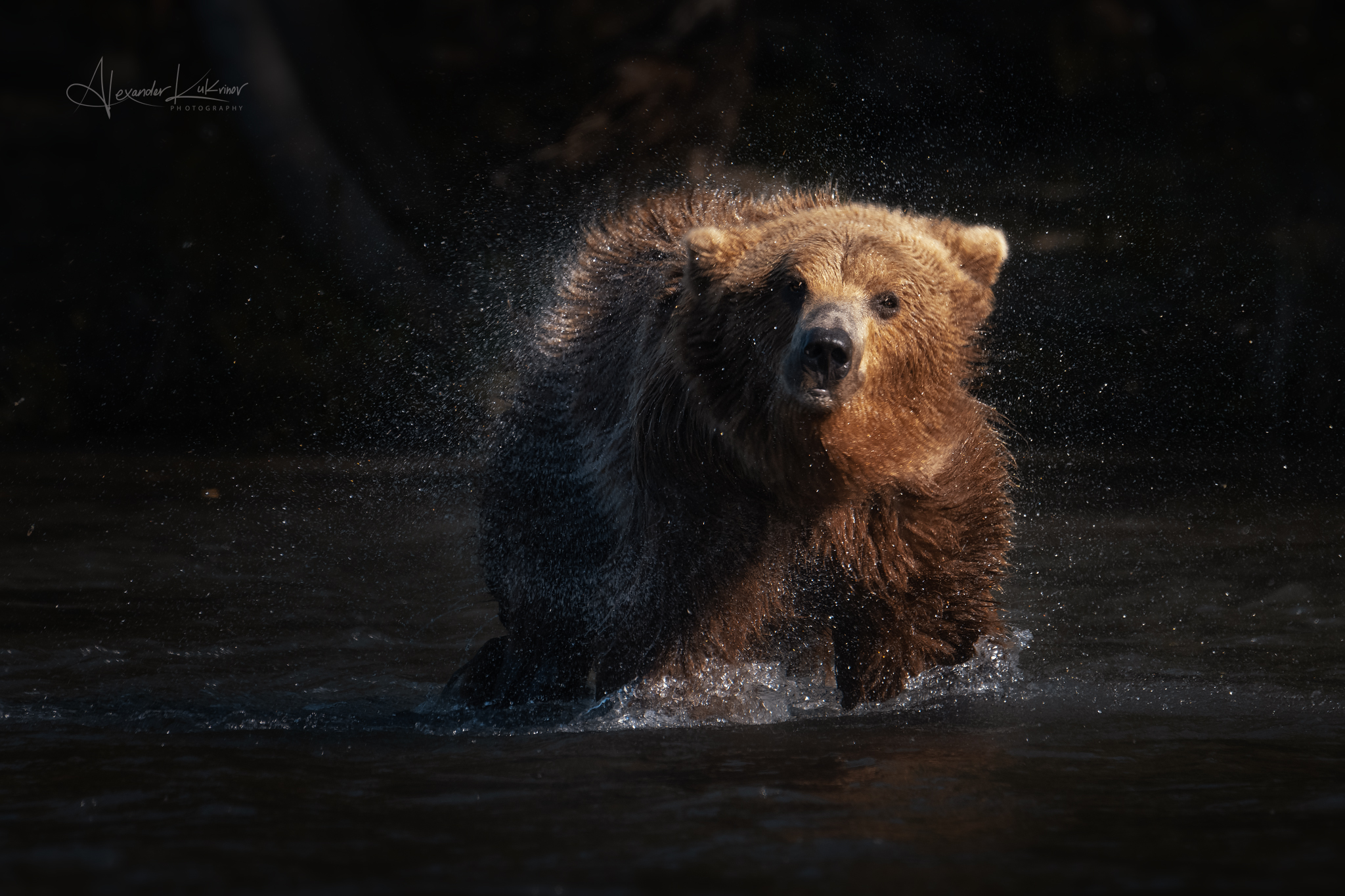медведи,камчатка,медведь,медвежата, Александр Кукринов