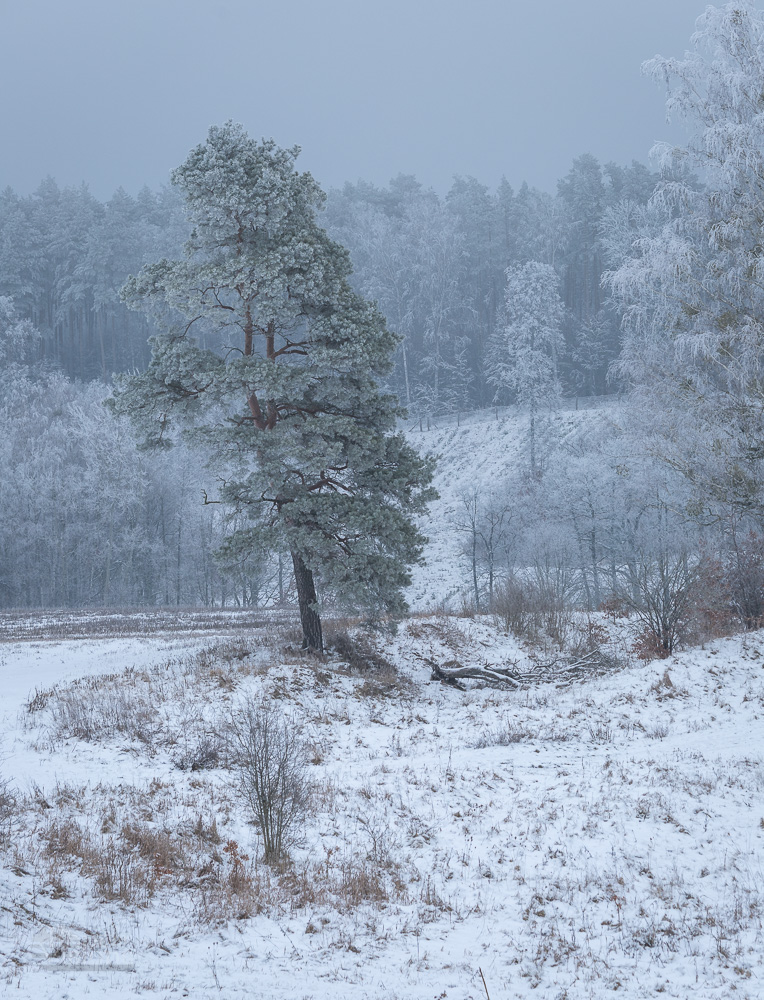 tree,frost,winter,white,hoar forst,wintertime,nature,landscape, Photo Visions