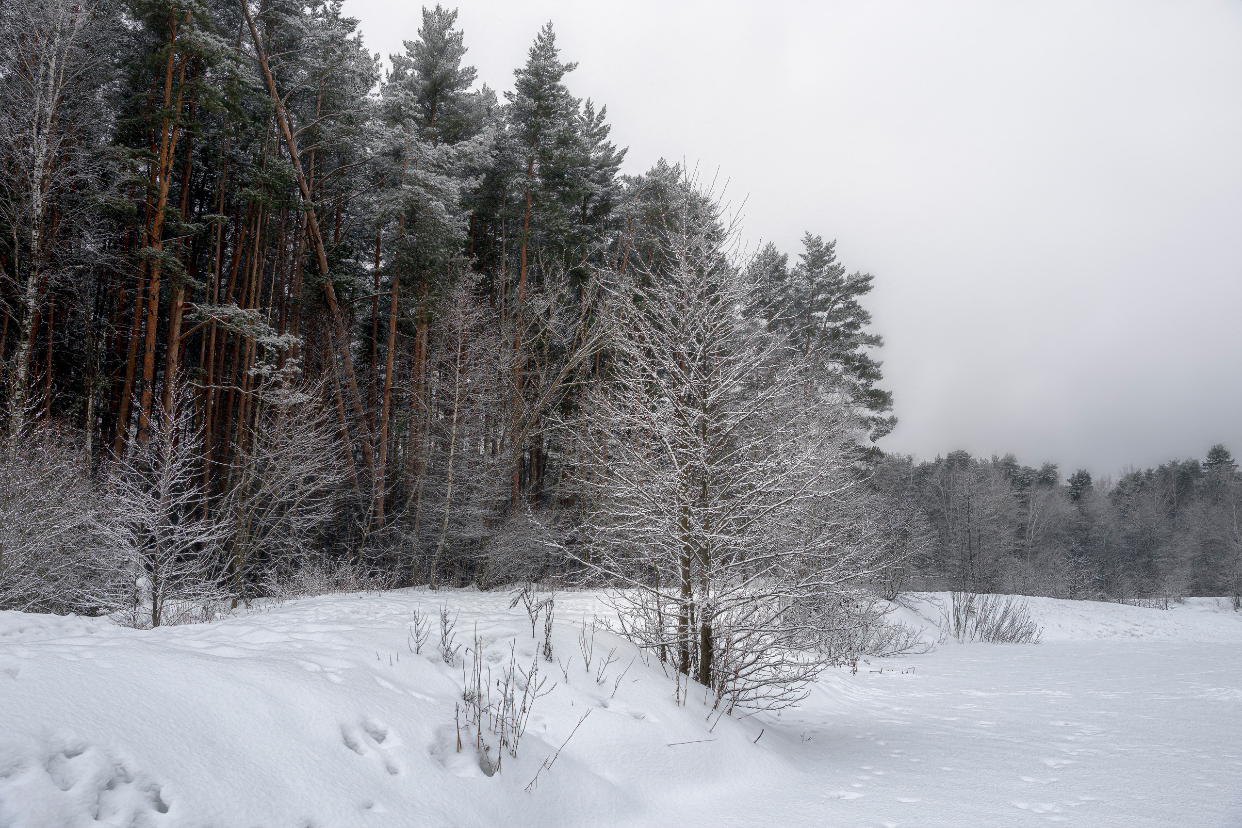 лес, деревья, зима, снег, Валерий Вождаев