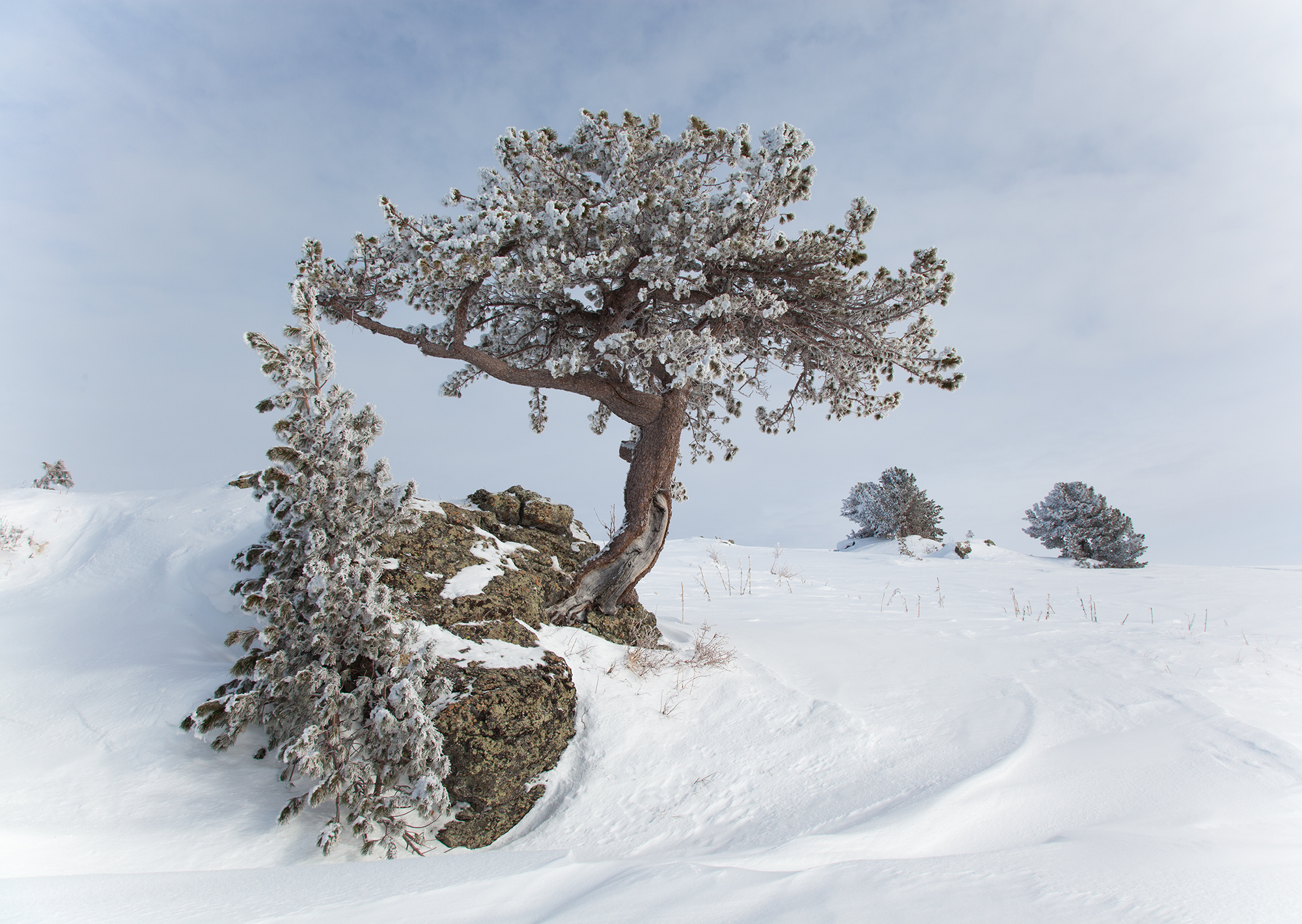алтай, зима, дерево, снег, холод, казахстан, Andrey Shishkalov