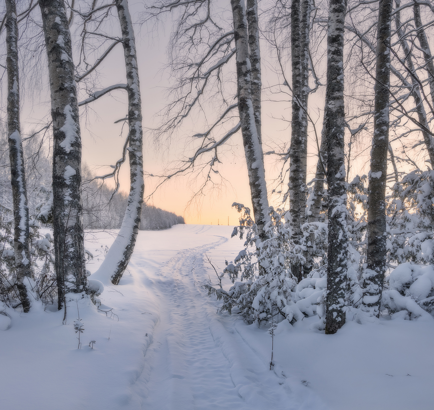 зима рассвет мороз снег березы утро, Сергей Буторин