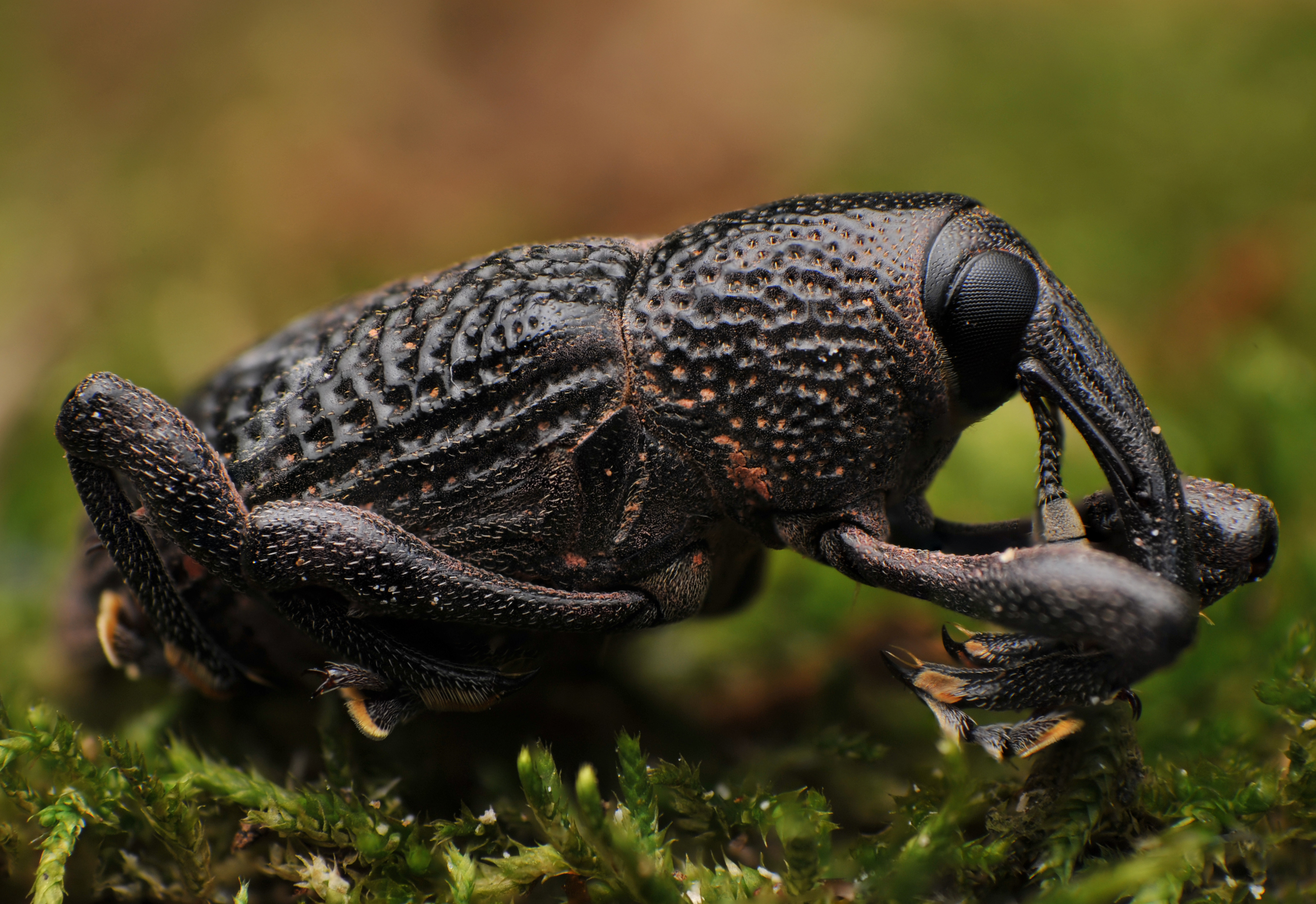 macro, insect, nature, weevil, Norman Celis