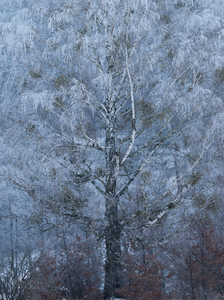winter,frozen,frost,ice,snow,tree,birch,forest,hoar frost,nature,, Photo Visions