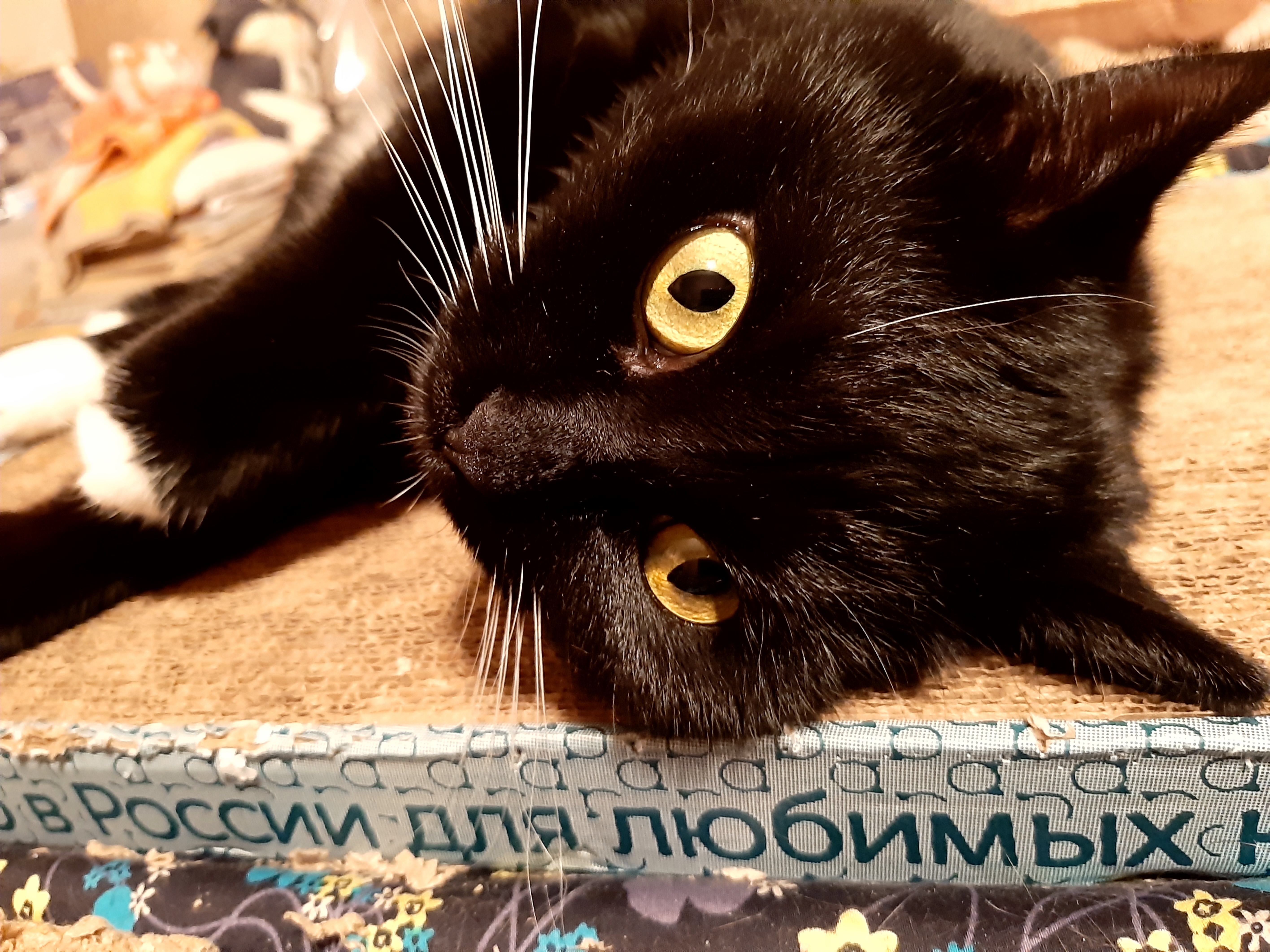 чёрная кошка, Maria V. Gorskaya