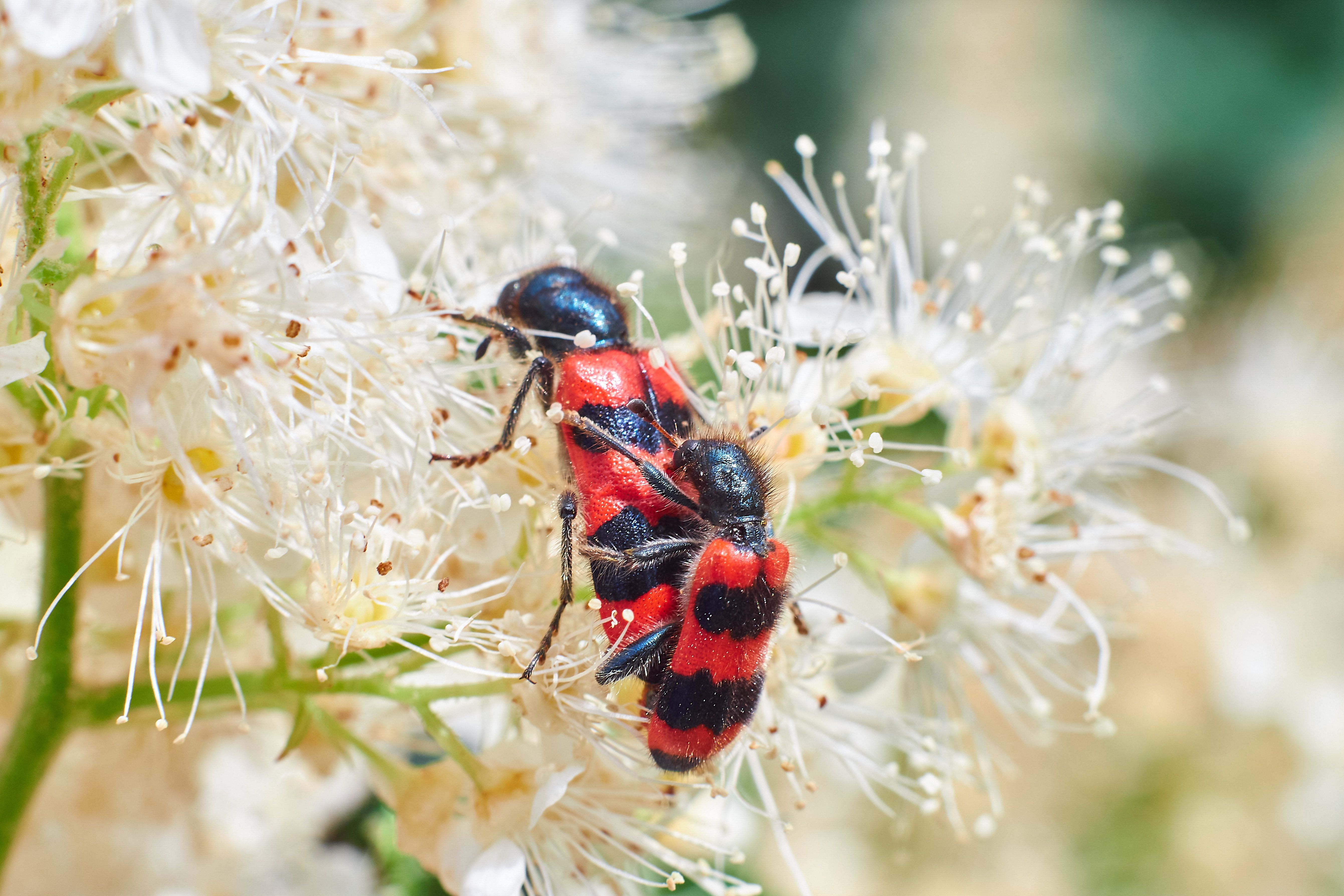 macro, macro photo, bugs, bug, russia, wildlife, Trichodes apiarius, , Сторчилов Павел