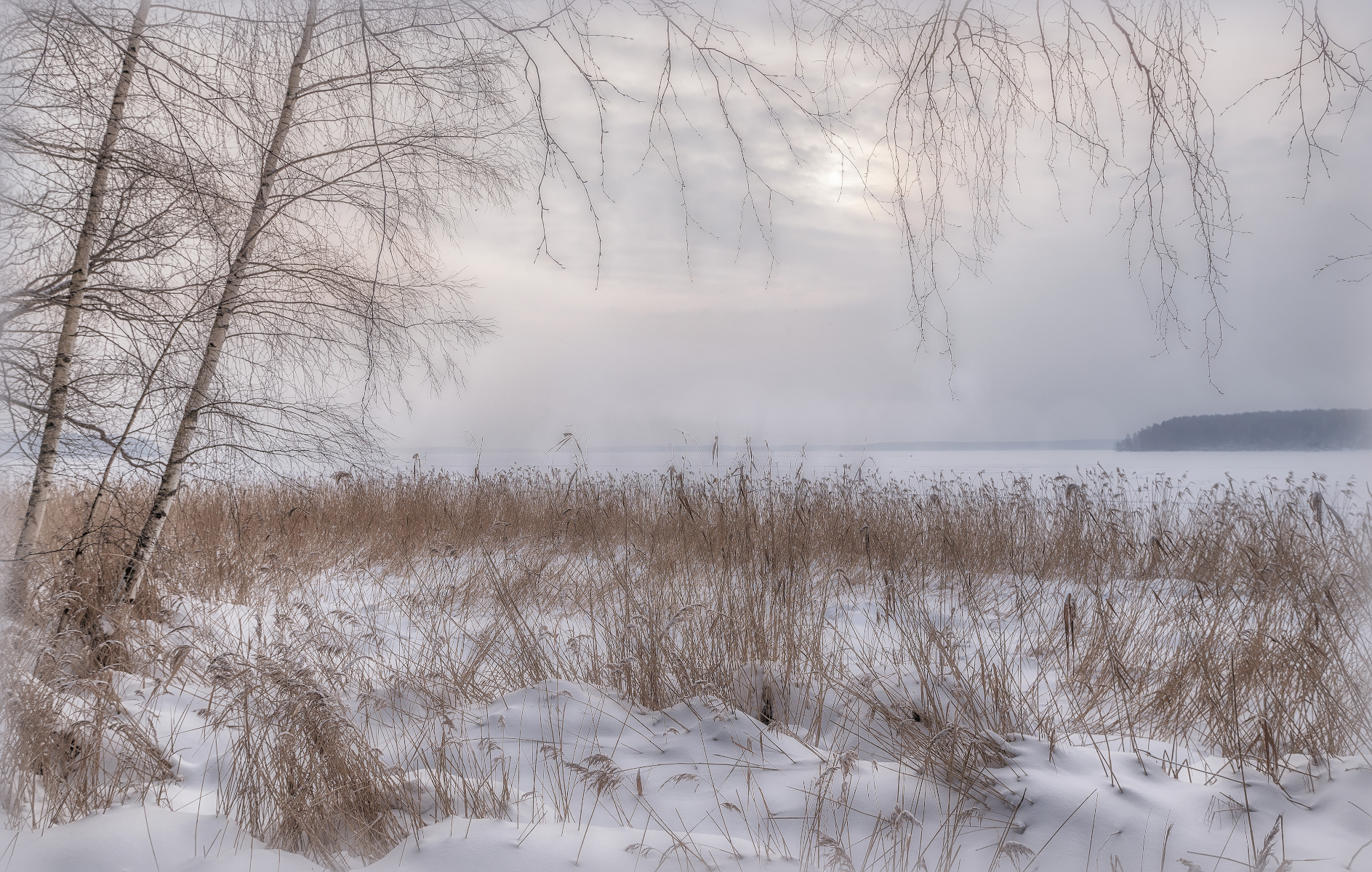 берег, зима, мгла, снег, тростник, Сергей Аникин