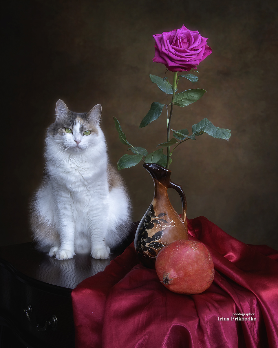 домашние животные, кошка, портрет, цветы, роза, гранат, Приходько Ирина