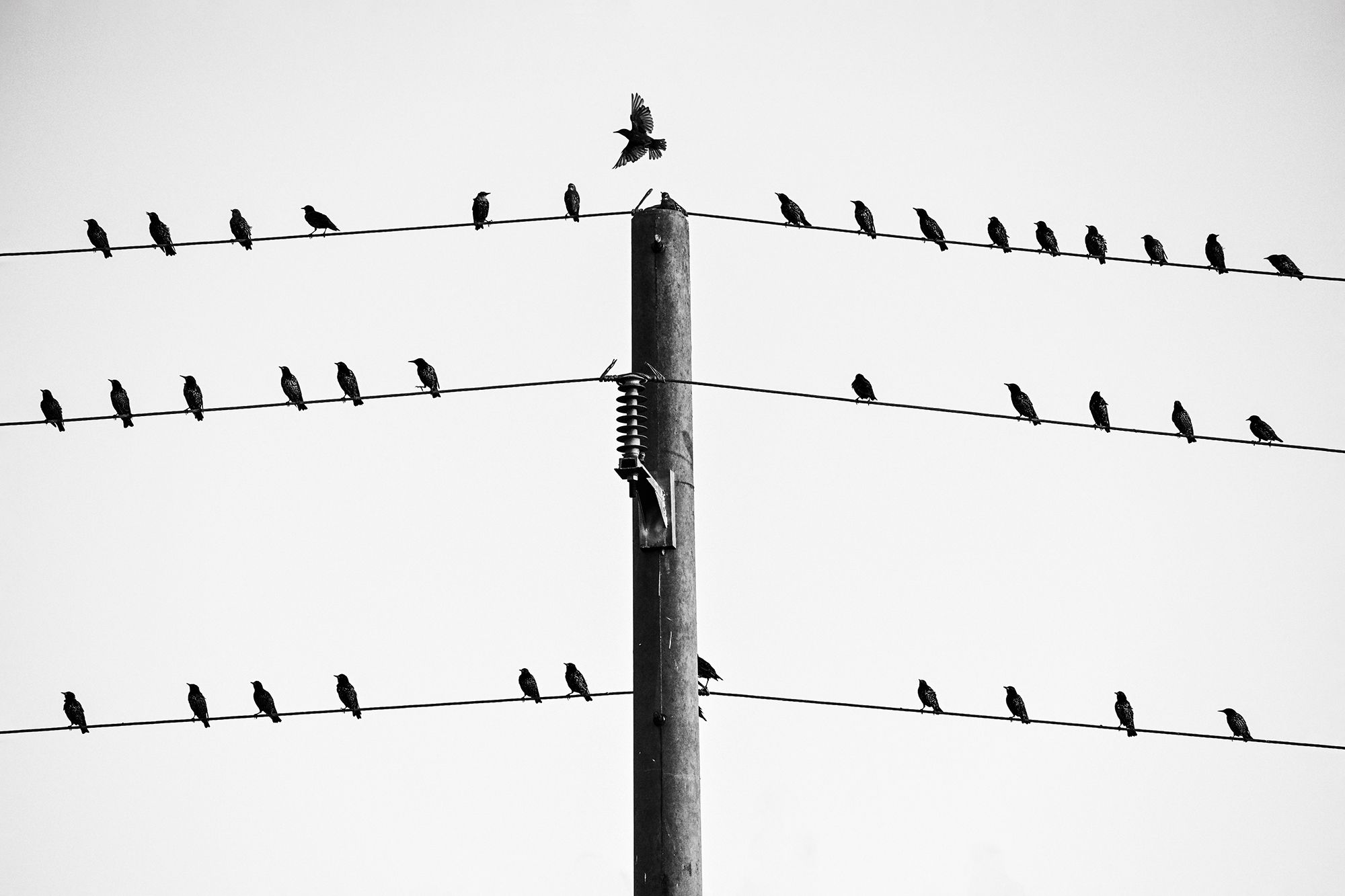 nikon, bulgaria, birds, black, white, Стоян Великов