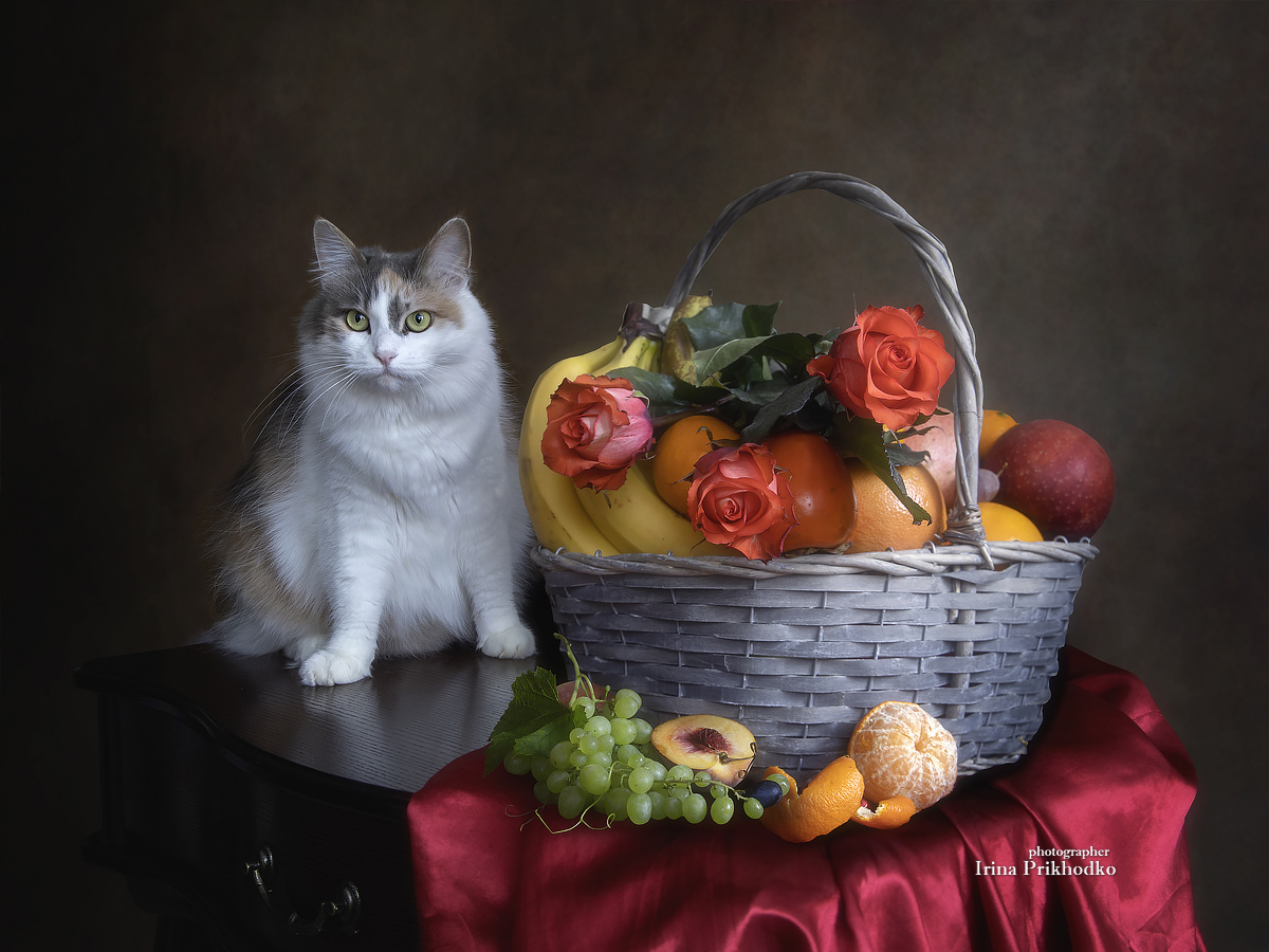 домашние животные, портрет, котопортрет, натюрморт, фрукты, цветы, кошки, Приходько Ирина