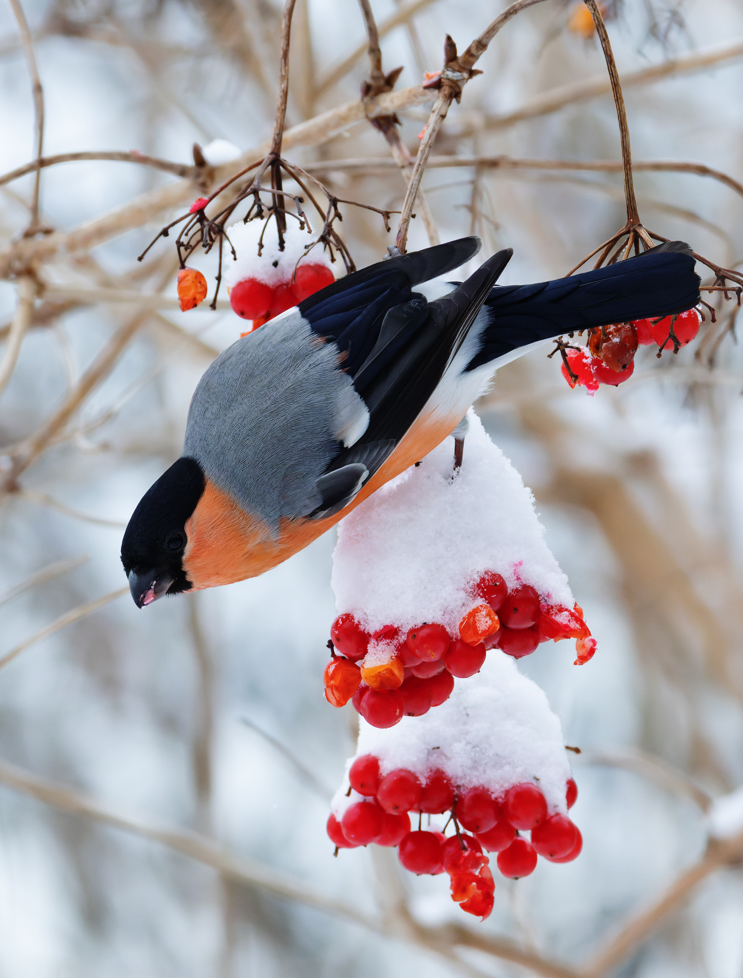 снегирь, pyrrhula pyrrhula, фото птиц, Александр Шипиленко
