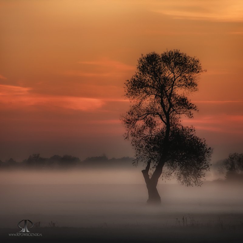 Fog, Landscape, Rpowroznik, Sunset, Tree, Robert Powroźnik