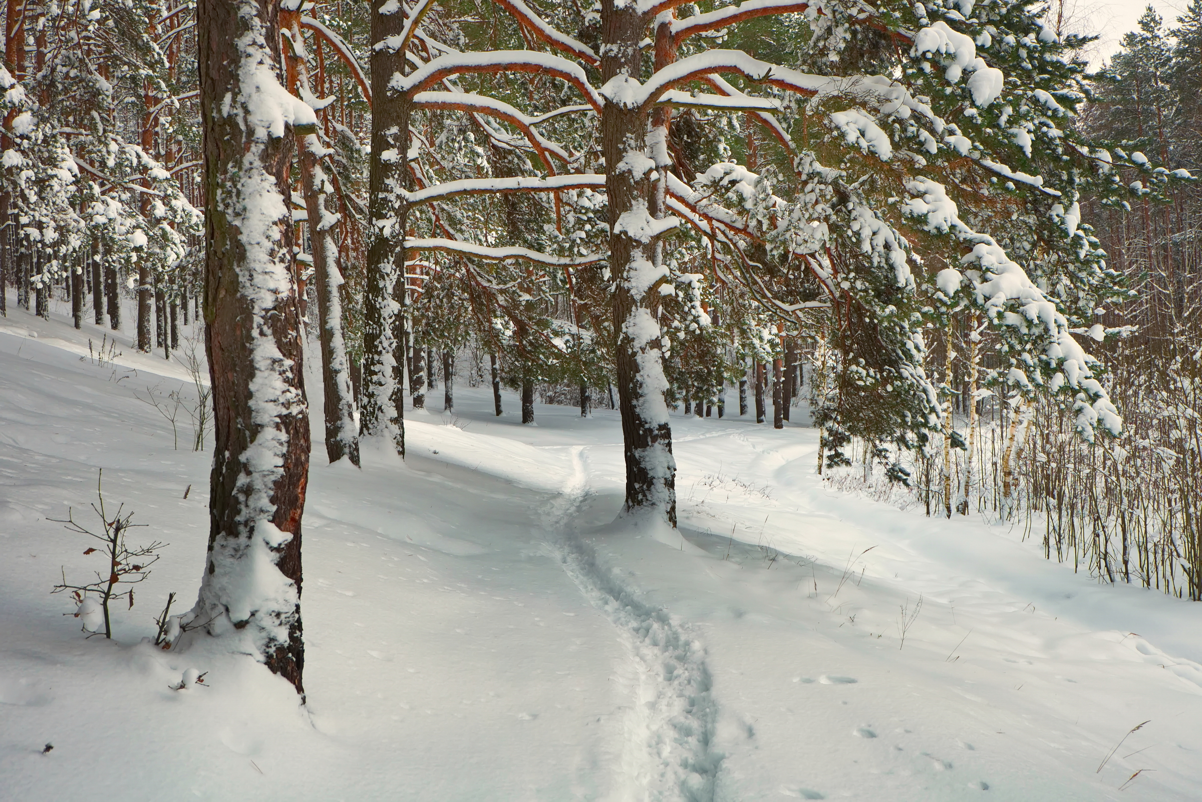 лес, зима, сосны, снег, лучёса, витебск, Виктор Гурков