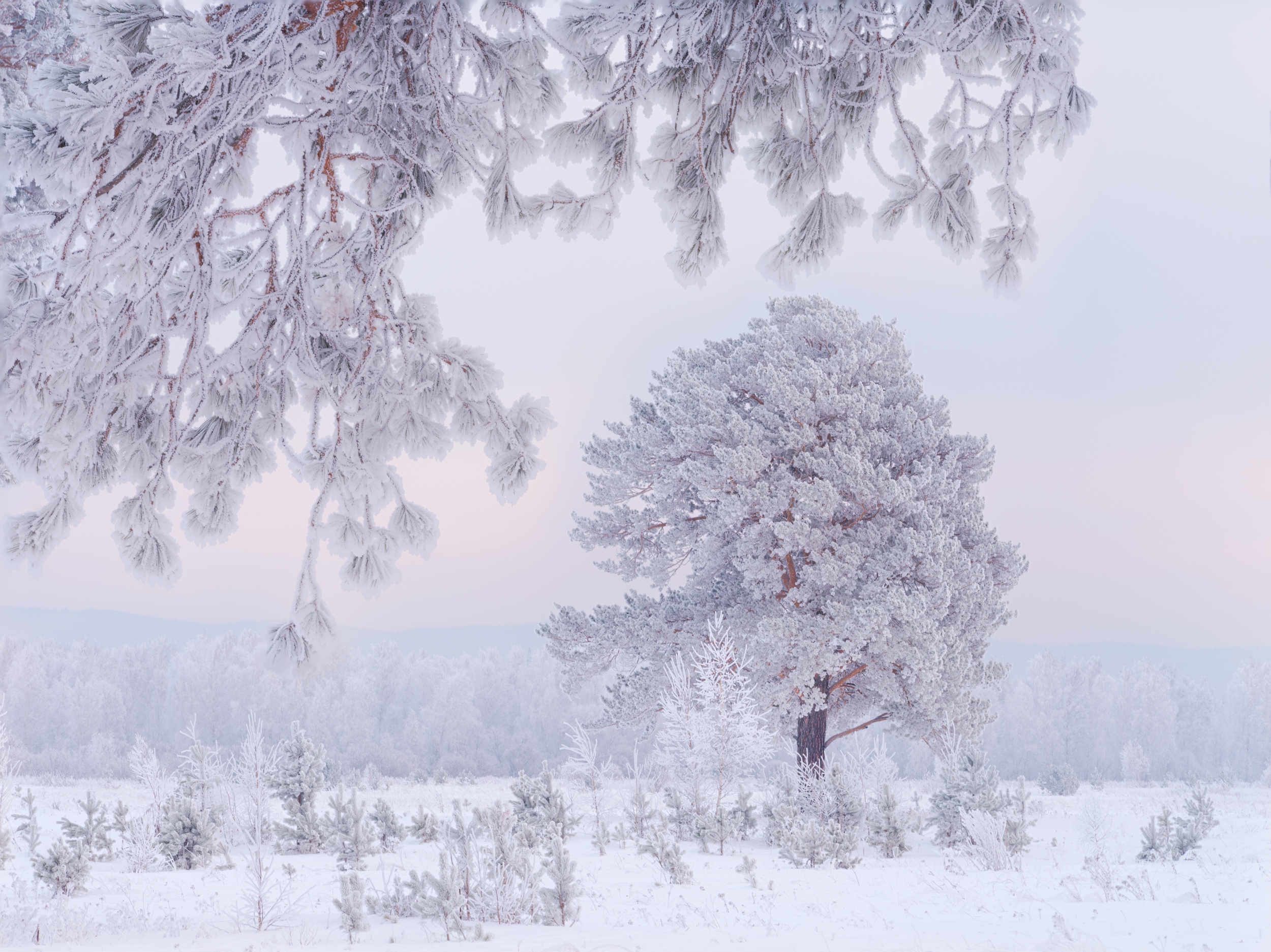снег, лес, деревья, мороз, зима, Леонтьев Константин