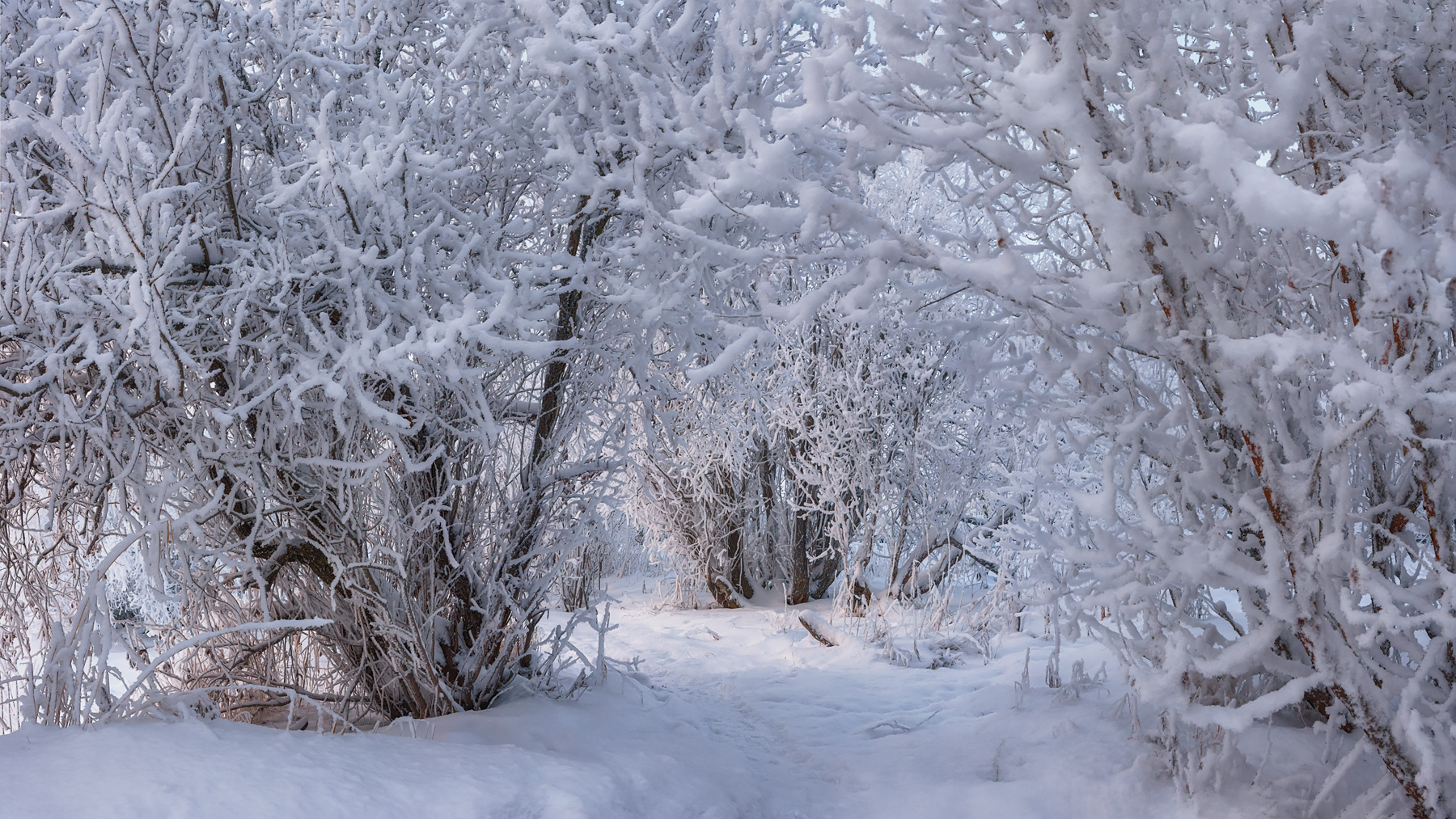 зима иней снег мороз деревья тропинка архангельск, Вера Ра