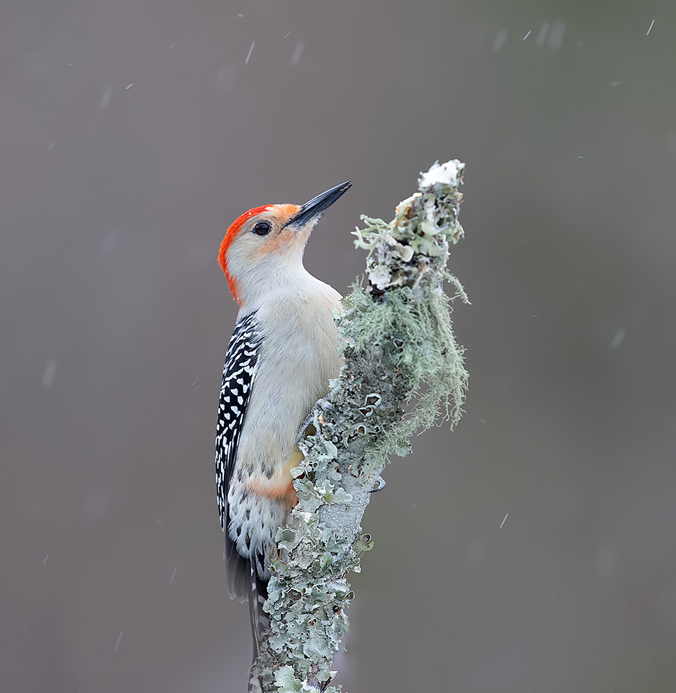 дятел, каролинский меланерпес, red-bellied woodpecker, woodpecker, зима, Etkind Elizabeth