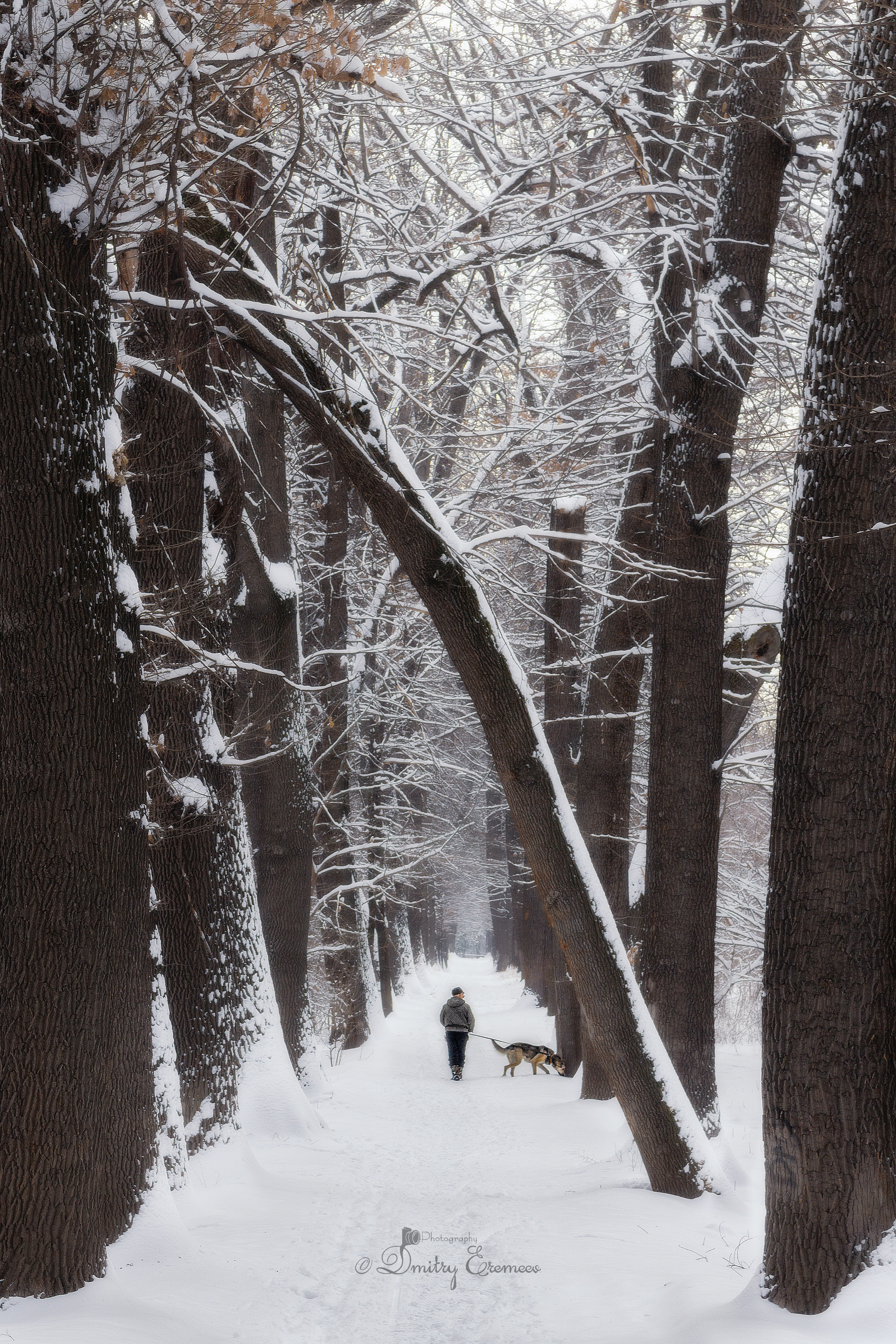 зима человек собака прогулка роща деревья дуб снег природа пейзаж фотография canon, Еремеев Дмитрий