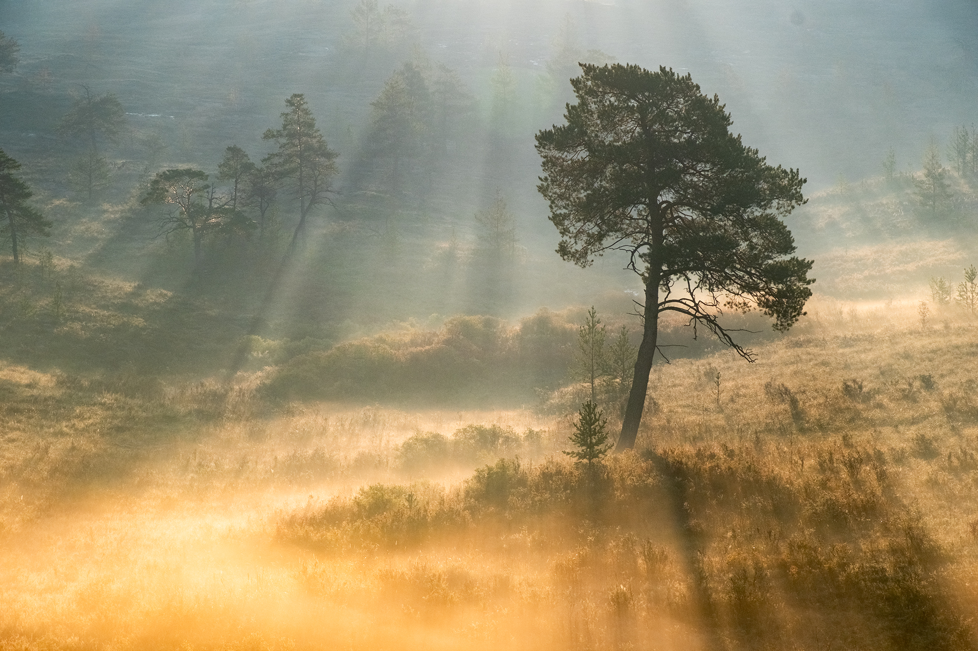 каркаралинск, казахстан, рассвет, туман, лучи, дерево, Andrey Shishkalov