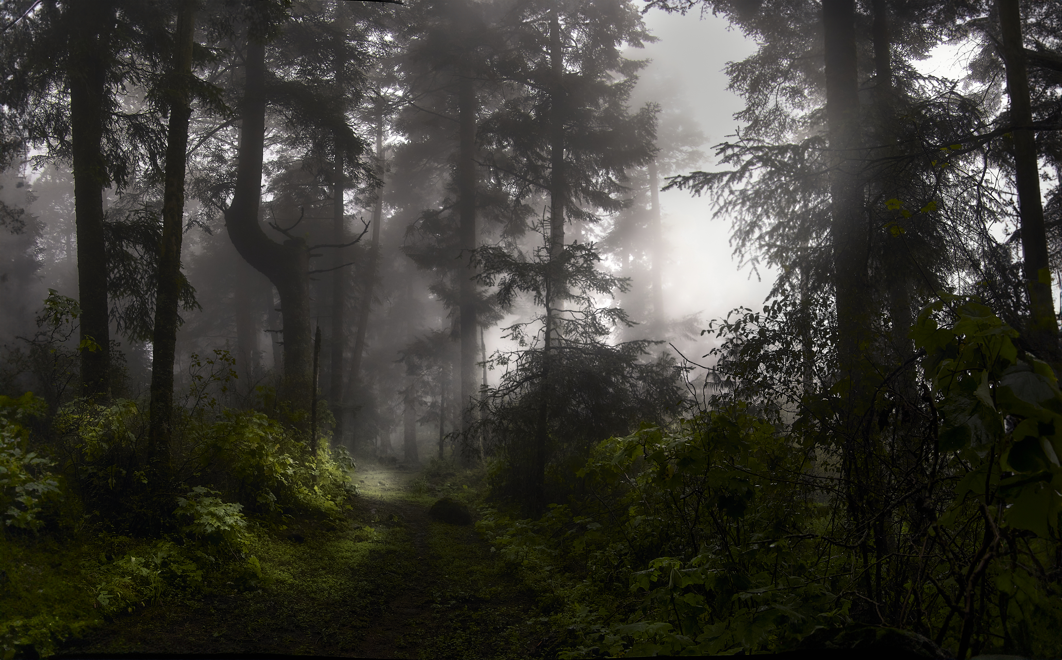 Foggy, forest, Landscape, Nature, Arcas Ignacio