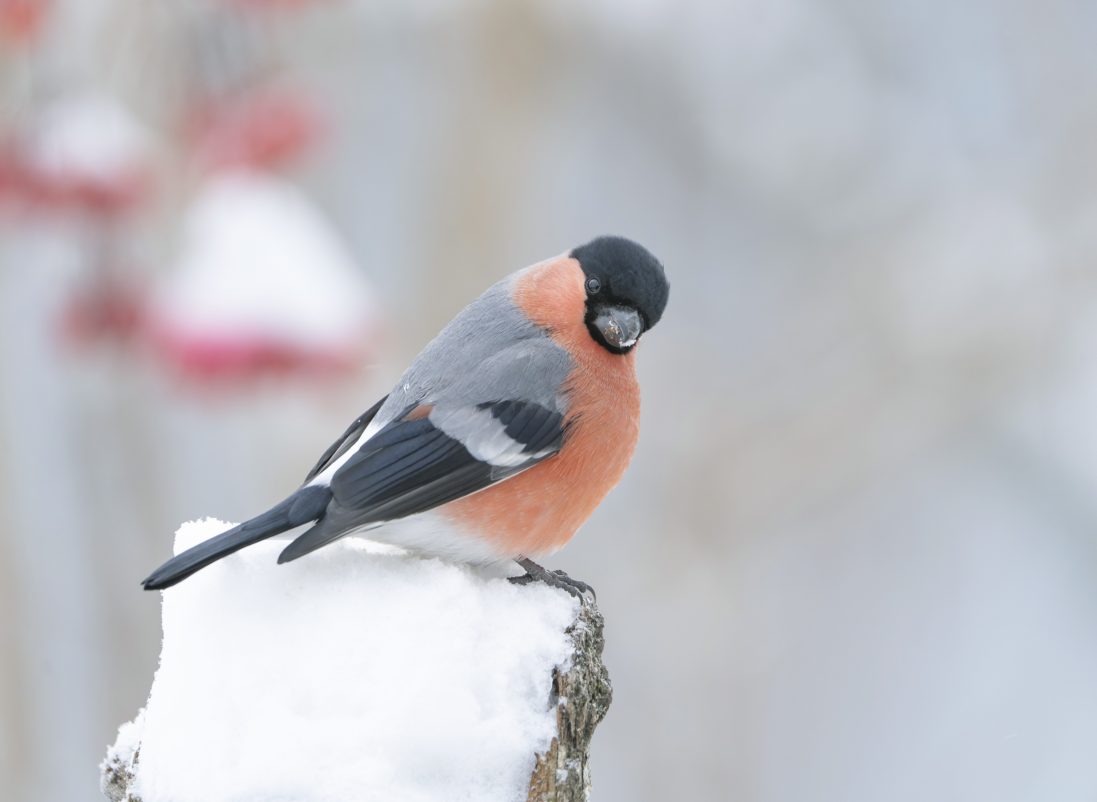 птицы,природа, зима, Андрей Киселёв