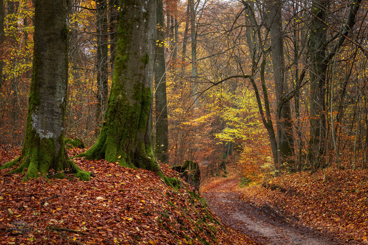 forest,woods,woodland,trees,colorful,autumn,autumnal, Photo Visions