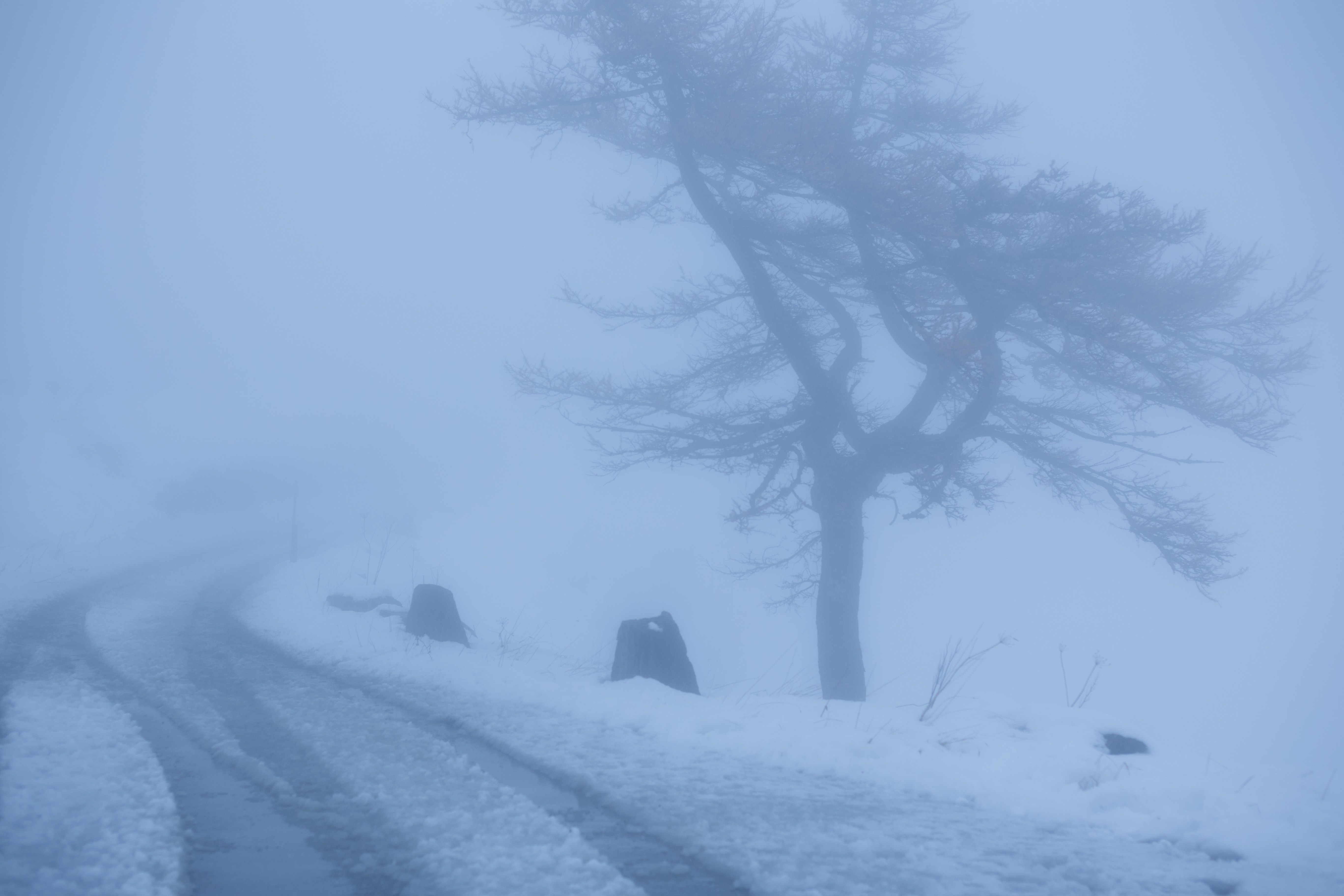 дерево пейзаж снег туман горы дорога альпы австрия, Калашников Максим