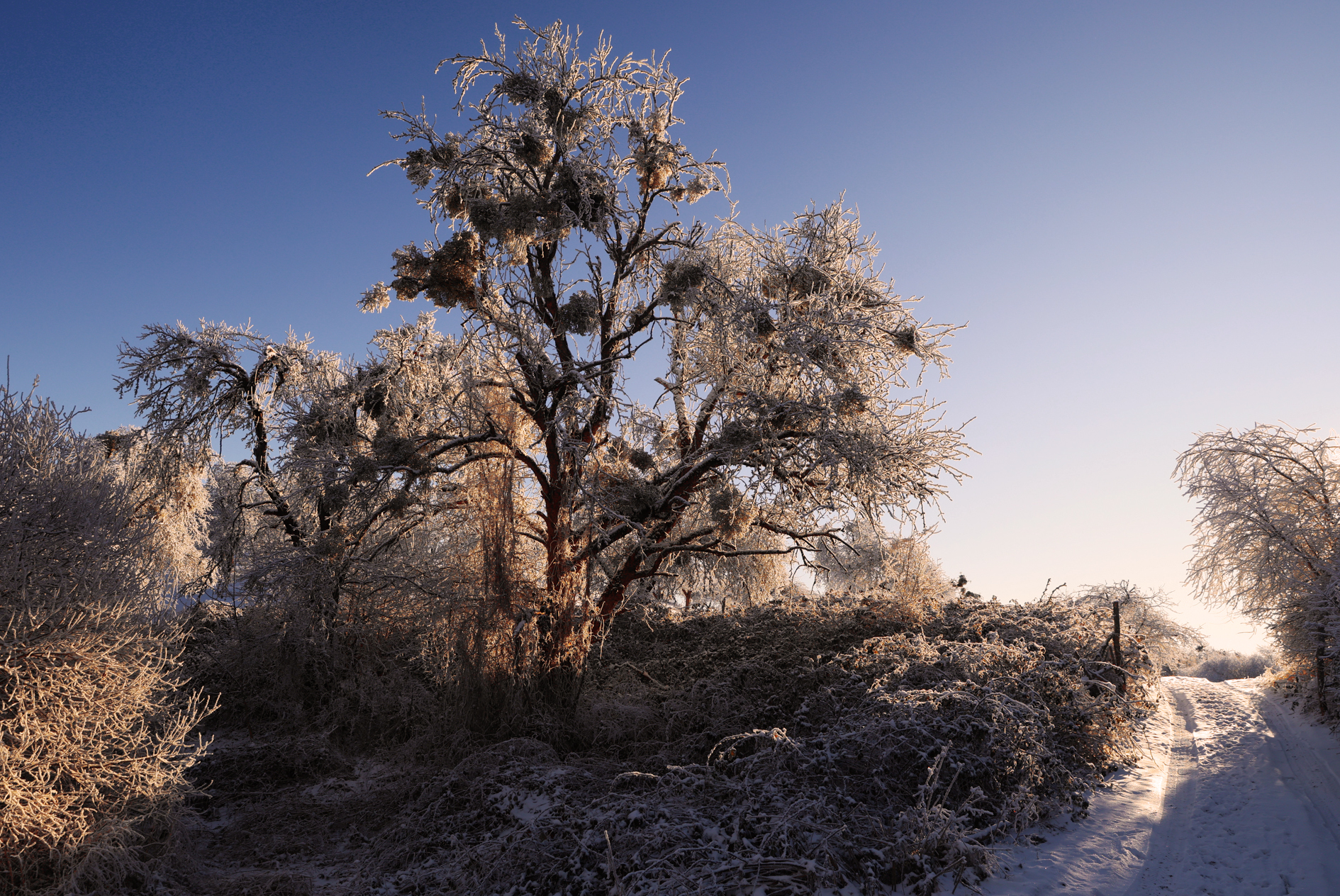 зима,утро,лес,деревья,, Magov Marat