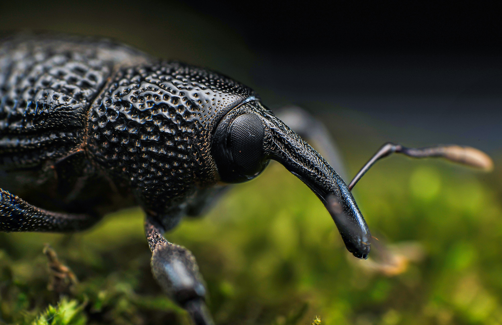 macro, insect, weevil, nature, Norman Celis