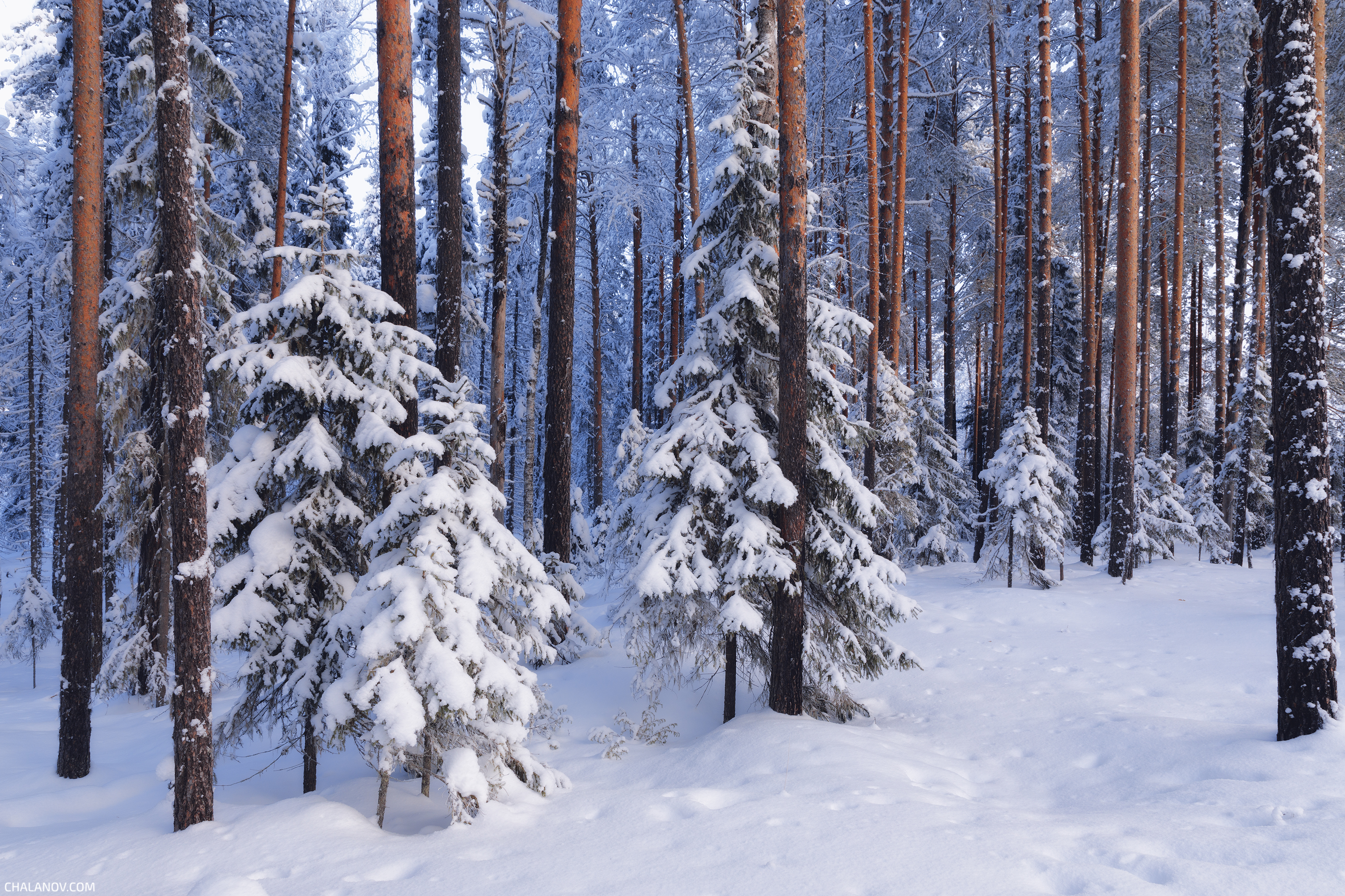 пейзаж, зима, снег, тайга, лес, деревья, landscape, woodland, winter, taiga, snow, Чаланов Иван