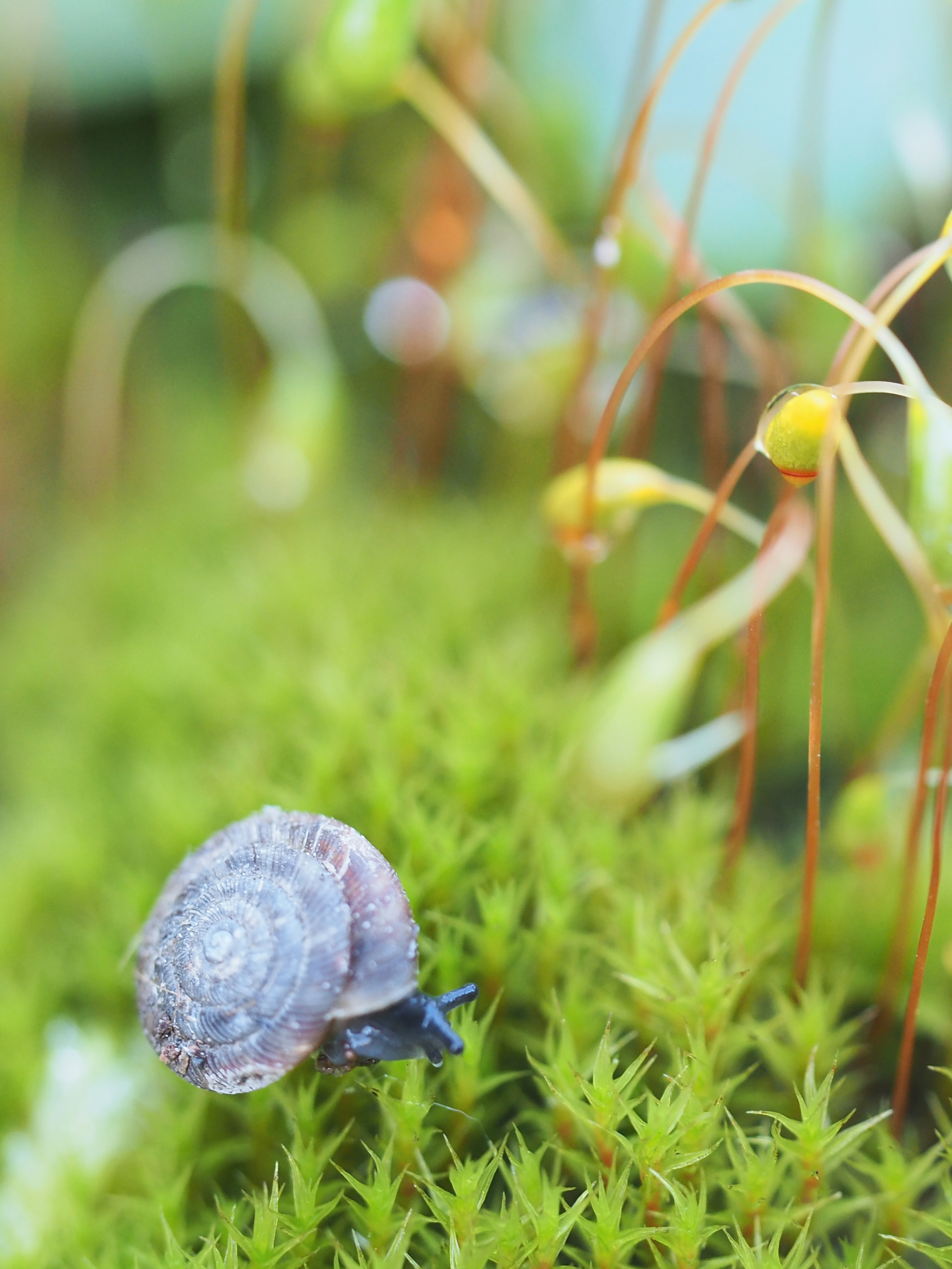 улитка, макро, мох, macro, snail, Протченко Ирина