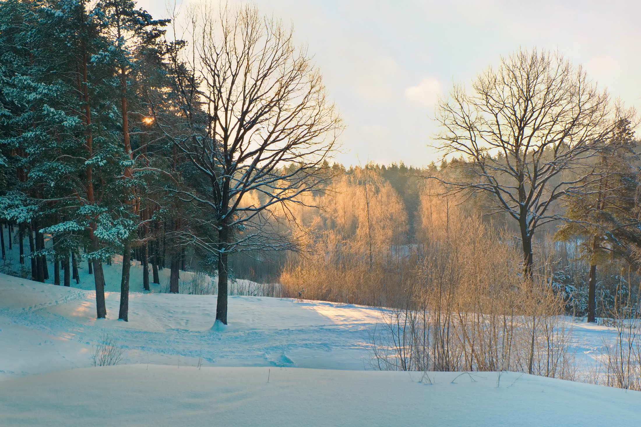 лес, зима, снег, утро, свет, лучеса, витебск, Виктор Гурков