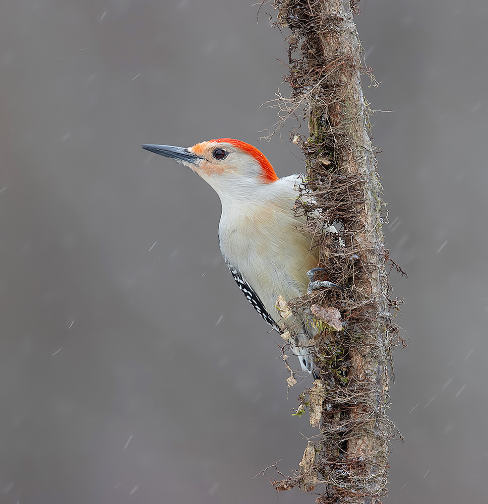 дятел, каролинский меланерпес, red-bellied woodpecker, woodpecker, зима, Etkind Elizabeth
