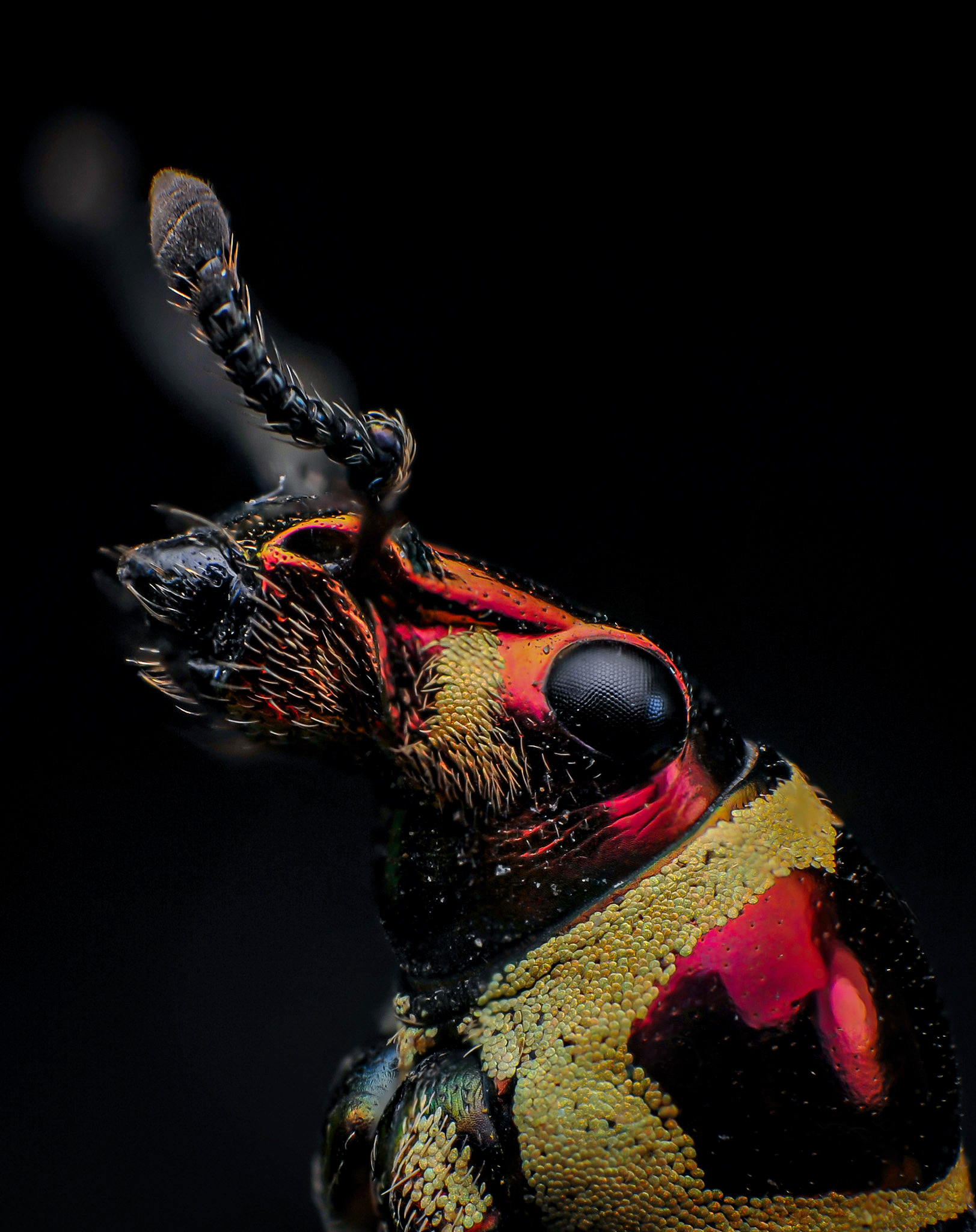 macro, nature, insect, weevil, Norman Celis
