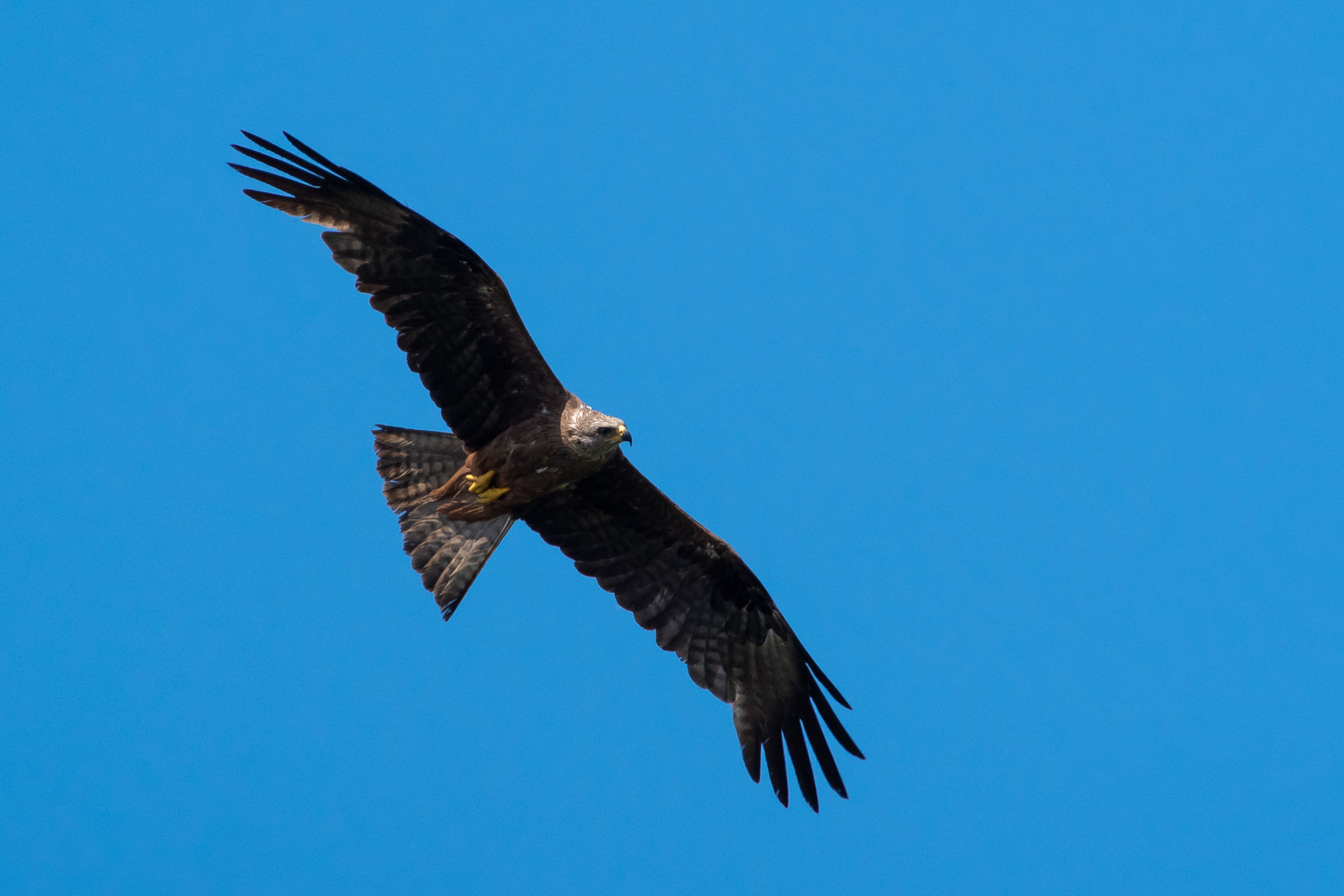 volgograd, russia, wildlife, bird, birds, birdswatching, Milvus migrans, , Сторчилов Павел