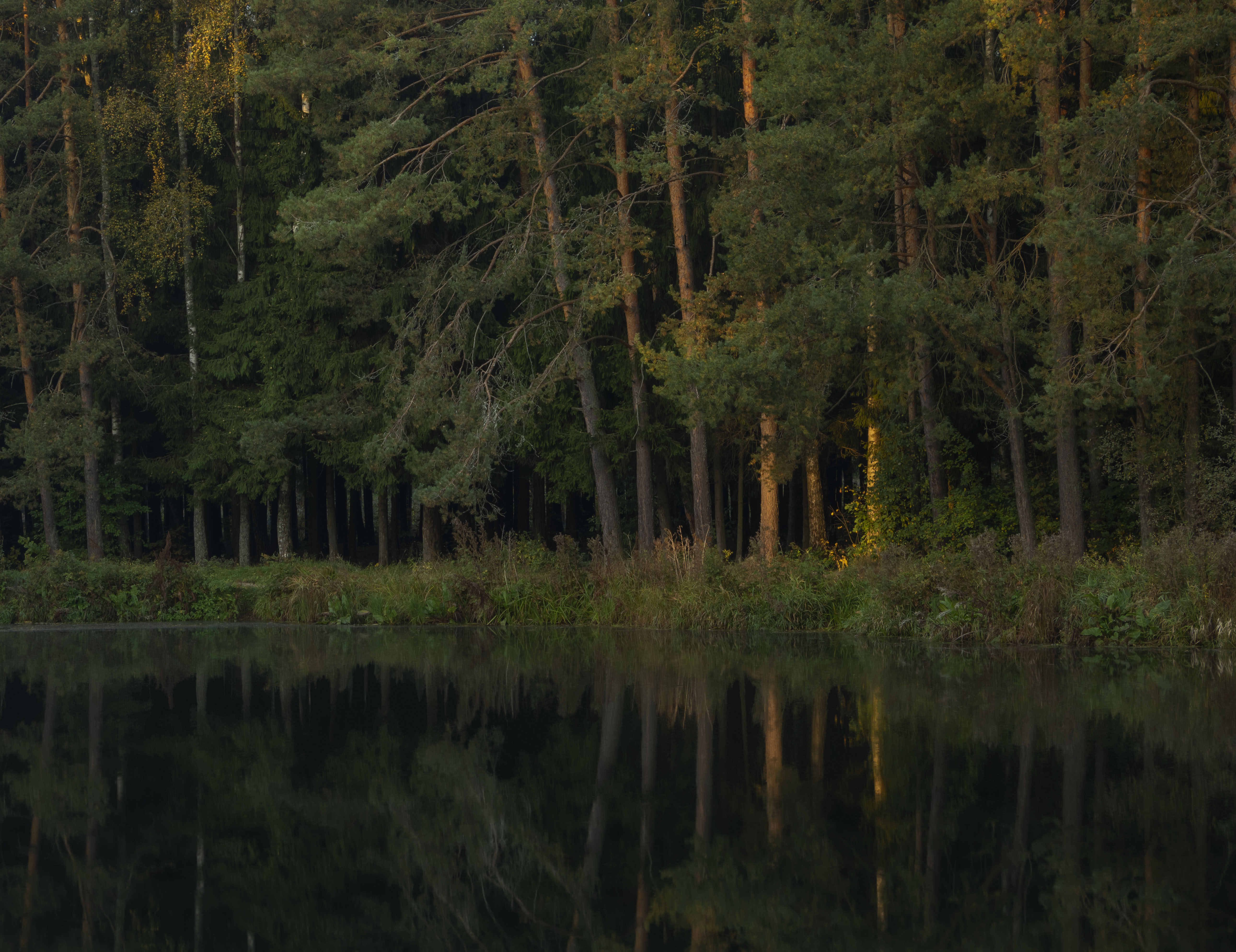 лес, отражение, сосны, утро, Olga Bonina