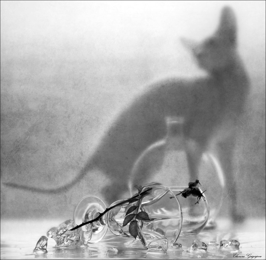 кошка, лёд, натюркотики, стекло, сфинкс, Eleonora Grigorjeva