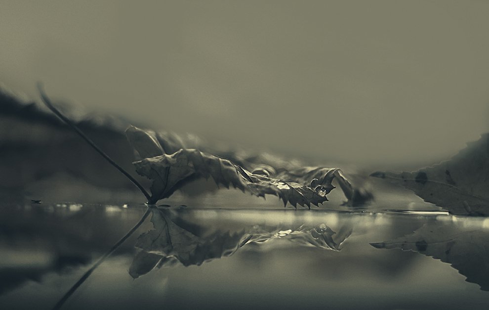 drops, leaf, reflection,, Desislava Ignatova