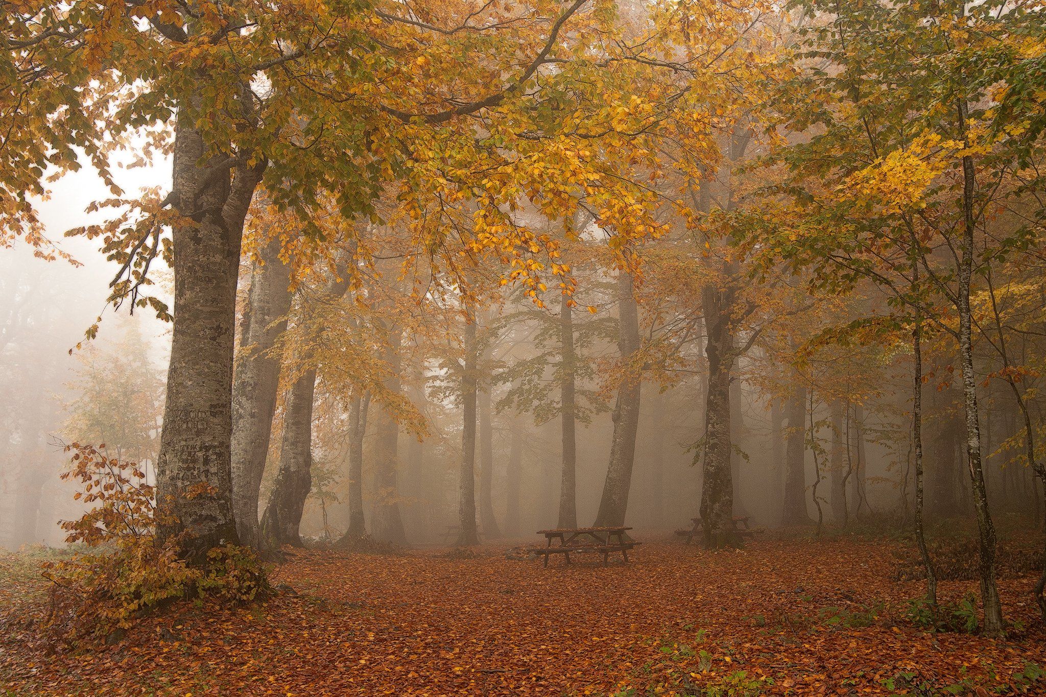 yellow trees forest autum leaves fog canon 6D turkey, Taner Ragıpoğlu