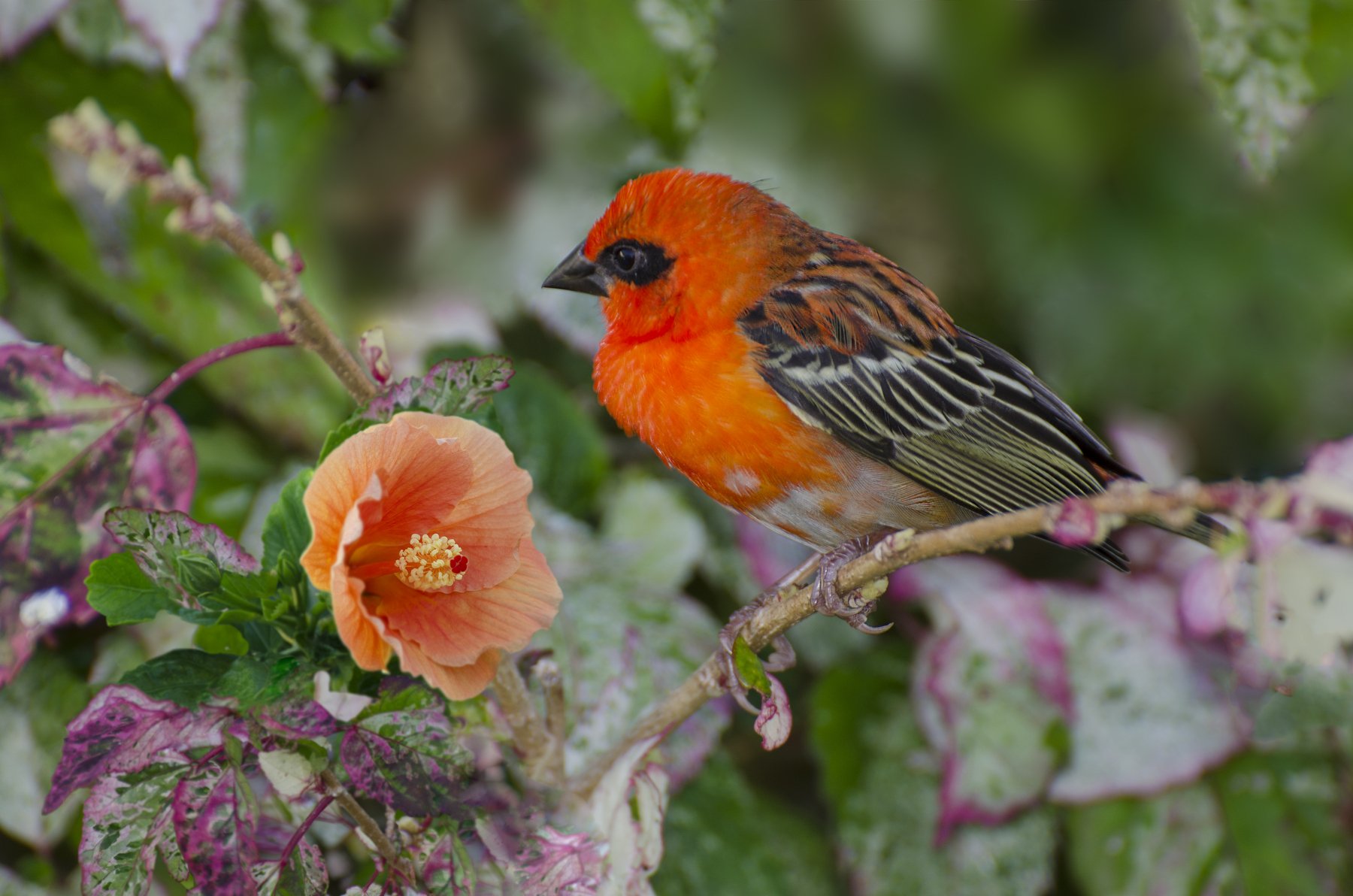 красный, птица, самец, цветок, гибискус, оранжевый, яркий. пёстрый, Марина Мудрова