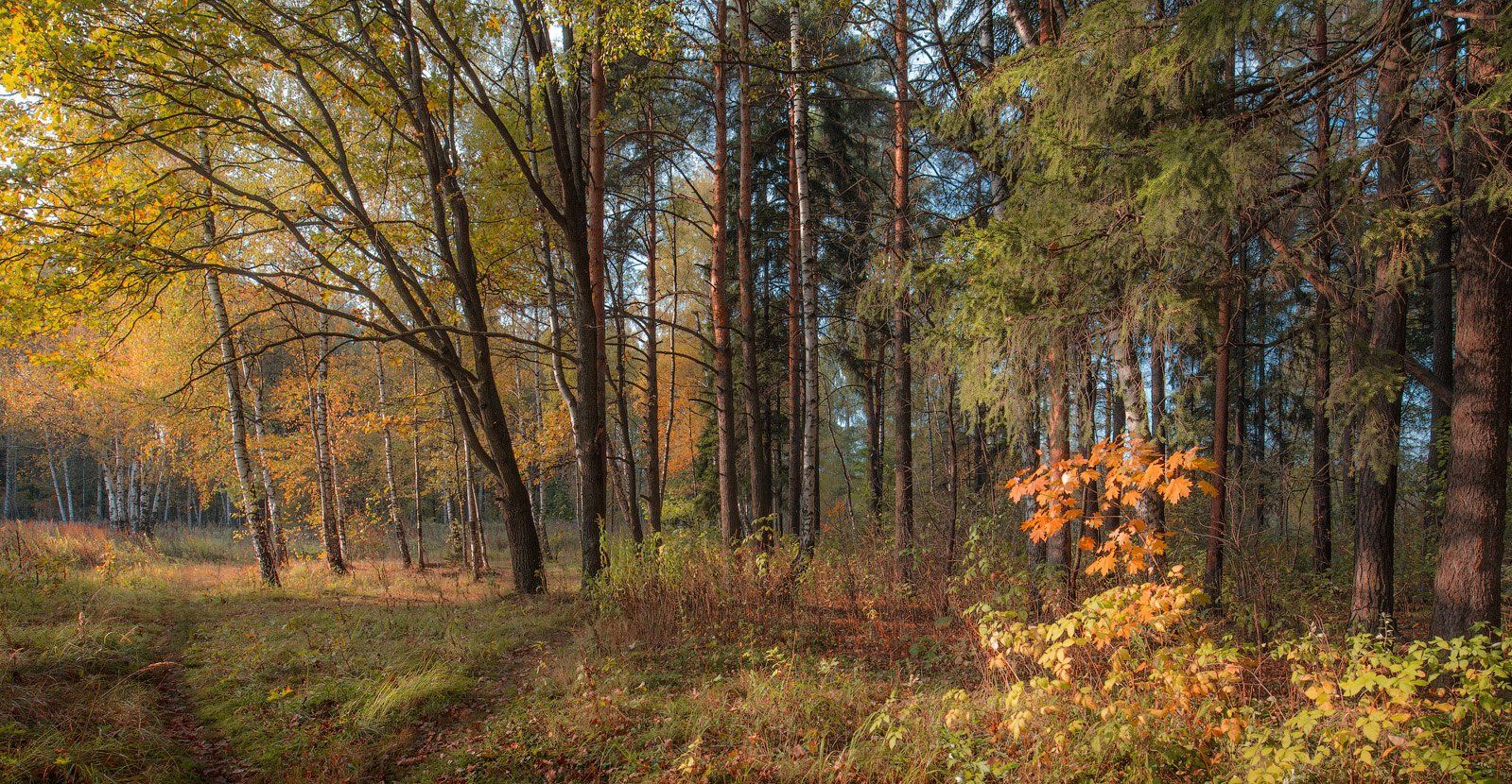 лес, осень, природа, Виктор Климкин