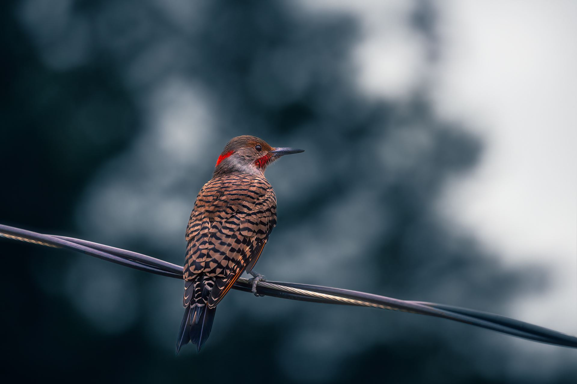 BIRD,NORTHERN,FLICKER,WILDLIFE,ANIMAL,NATURE,SKY,CLOUD,CITY,DETAIL,FEATHER,PORTRAIT,COLD, Zhao Huapu