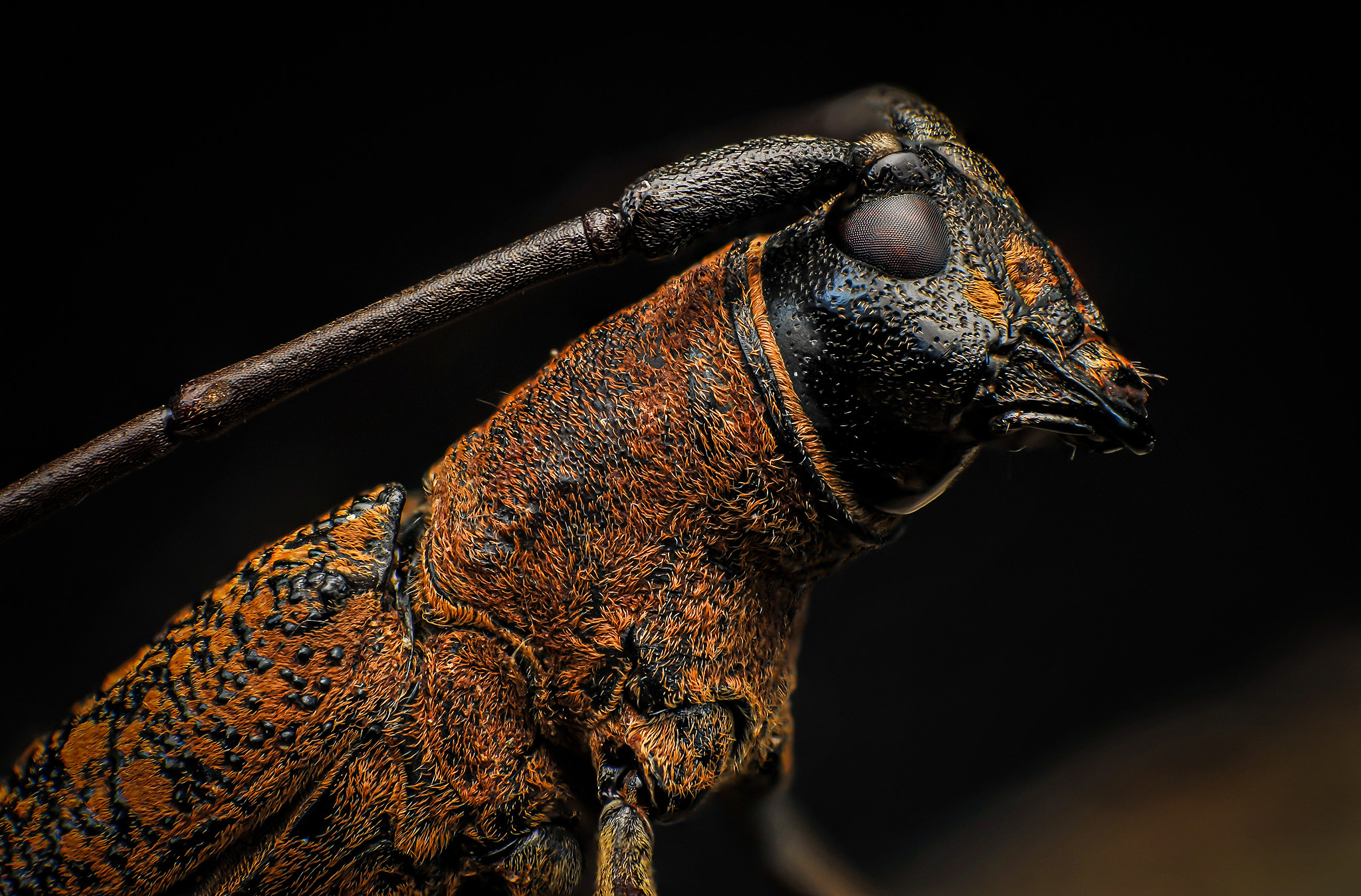 macro, nature, insect, beetle, bugs, Norman Celis