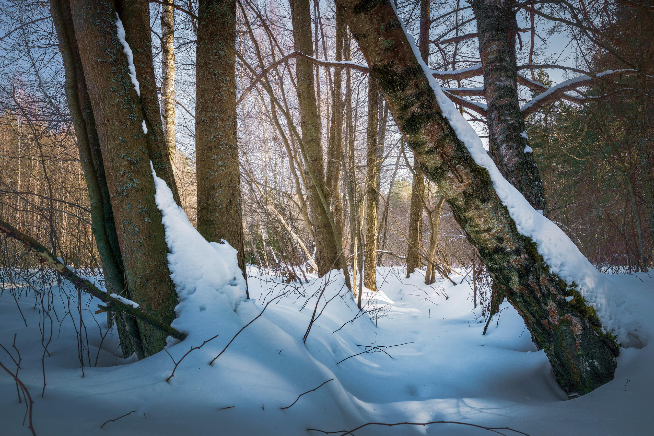 лес, деревья, снег, зима, свет, Валерий Вождаев