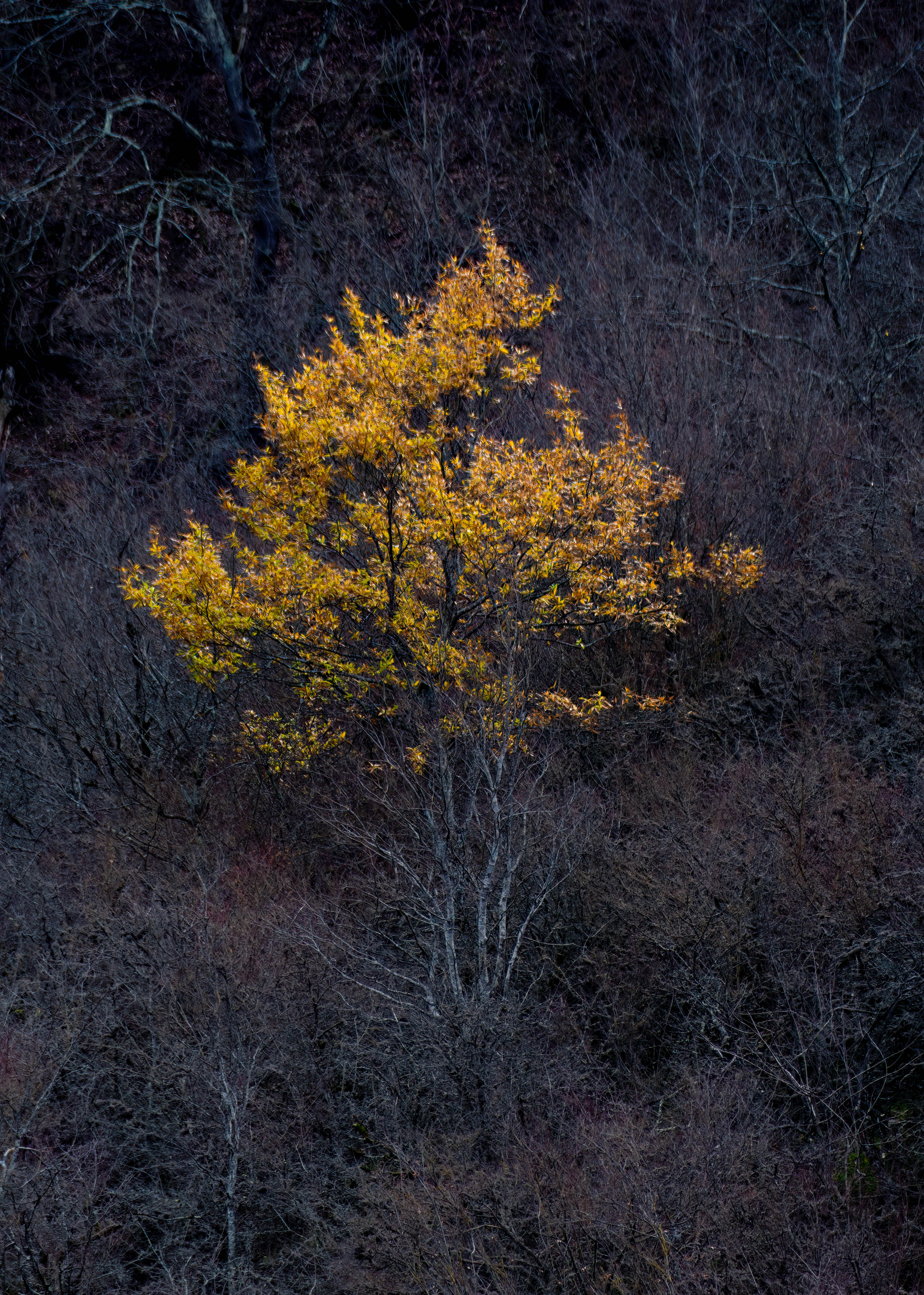 autumn, Vahid Sabet