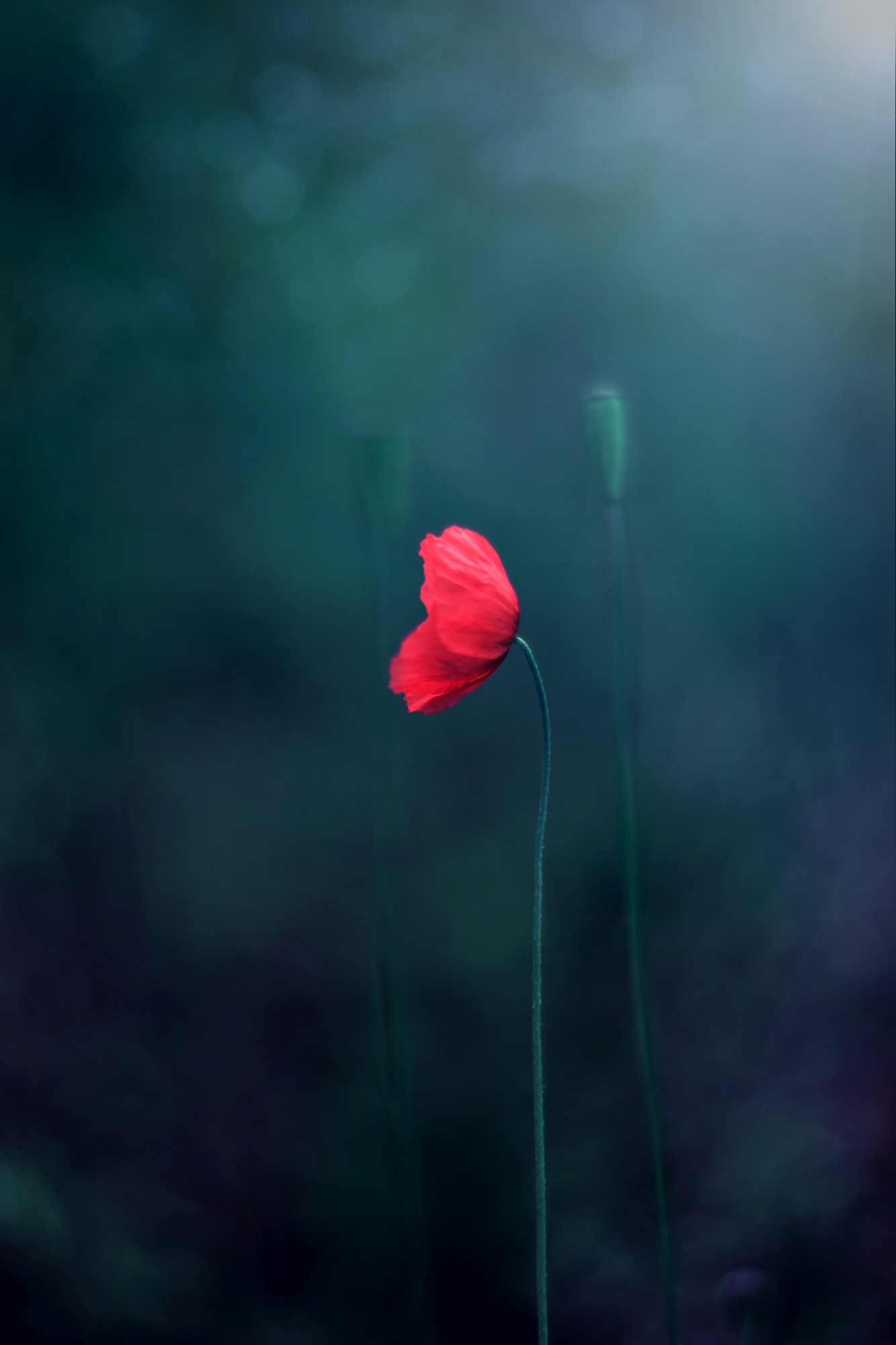flowers,red,green,dark,,light,bokeh,nature,, Алексиев Борислав