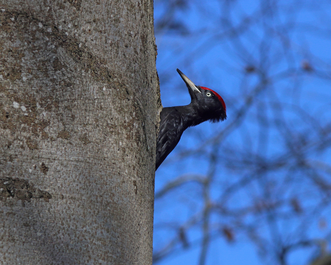 желна, чёрный дятел, dryocopus martius, black woodpecker, Бондаренко Георгий