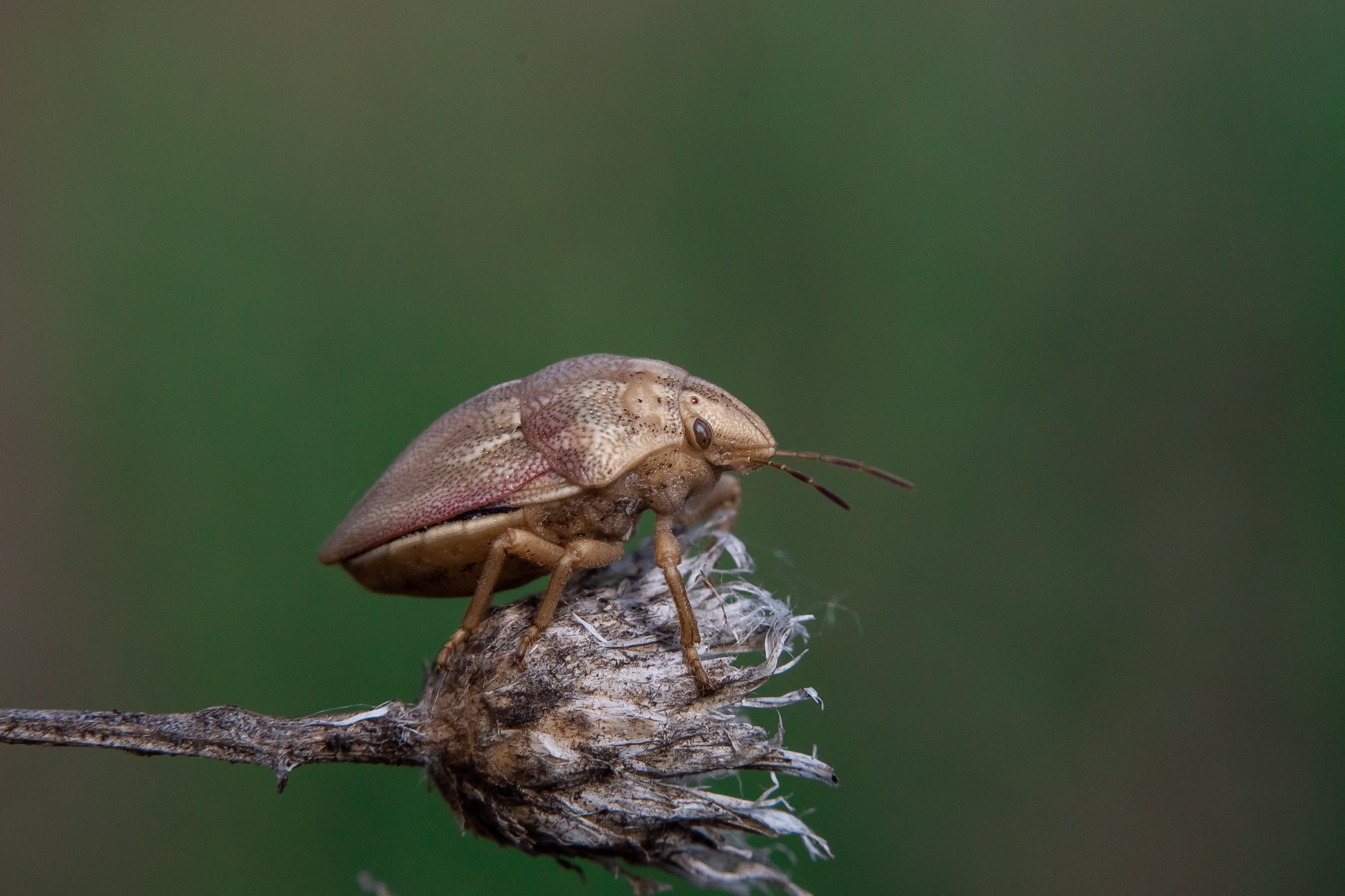 macro, macro photo, bugs, bug, russia, wildlife, Odontotarsus purpureolineatus, , Сторчилов Павел