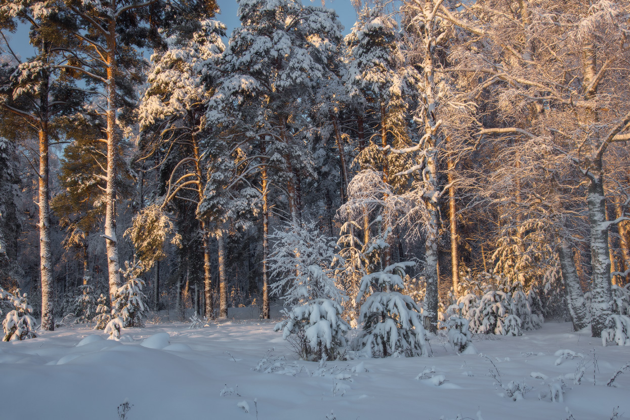 январь лес утро серково мороз, Дмитрий Алексеев