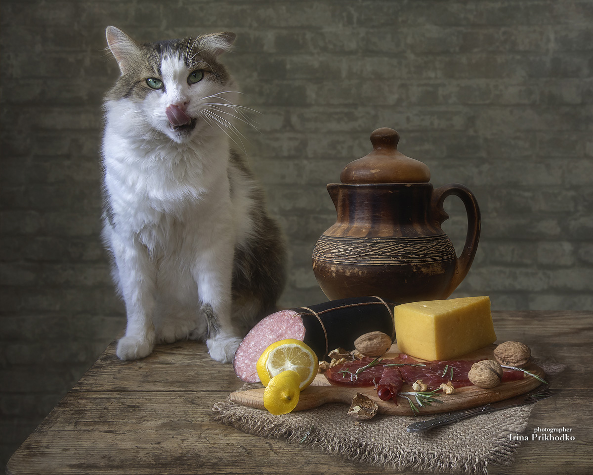 постановочное фото, кот, домашние питомцы, еда, мясо, сыр, Приходько Ирина