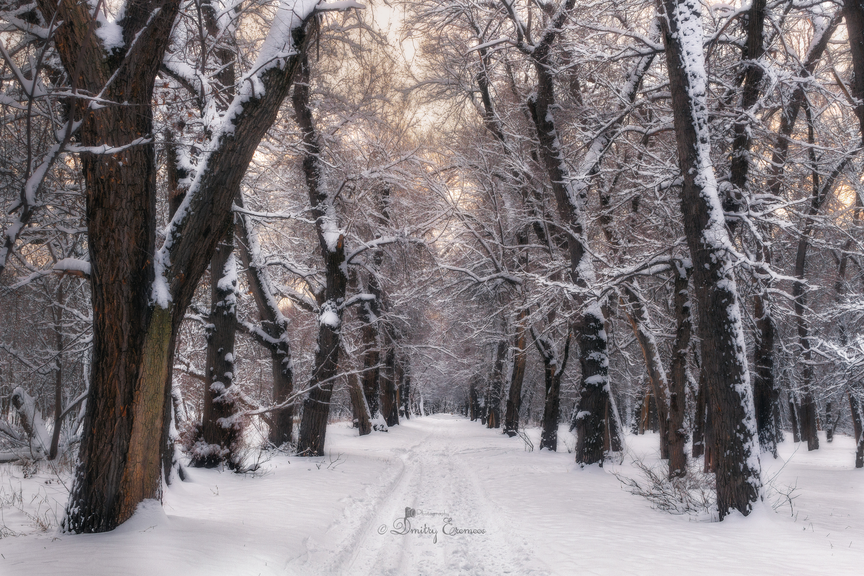 пейзаж зима снег роща аллея деревья природа фотография день, Еремеев Дмитрий
